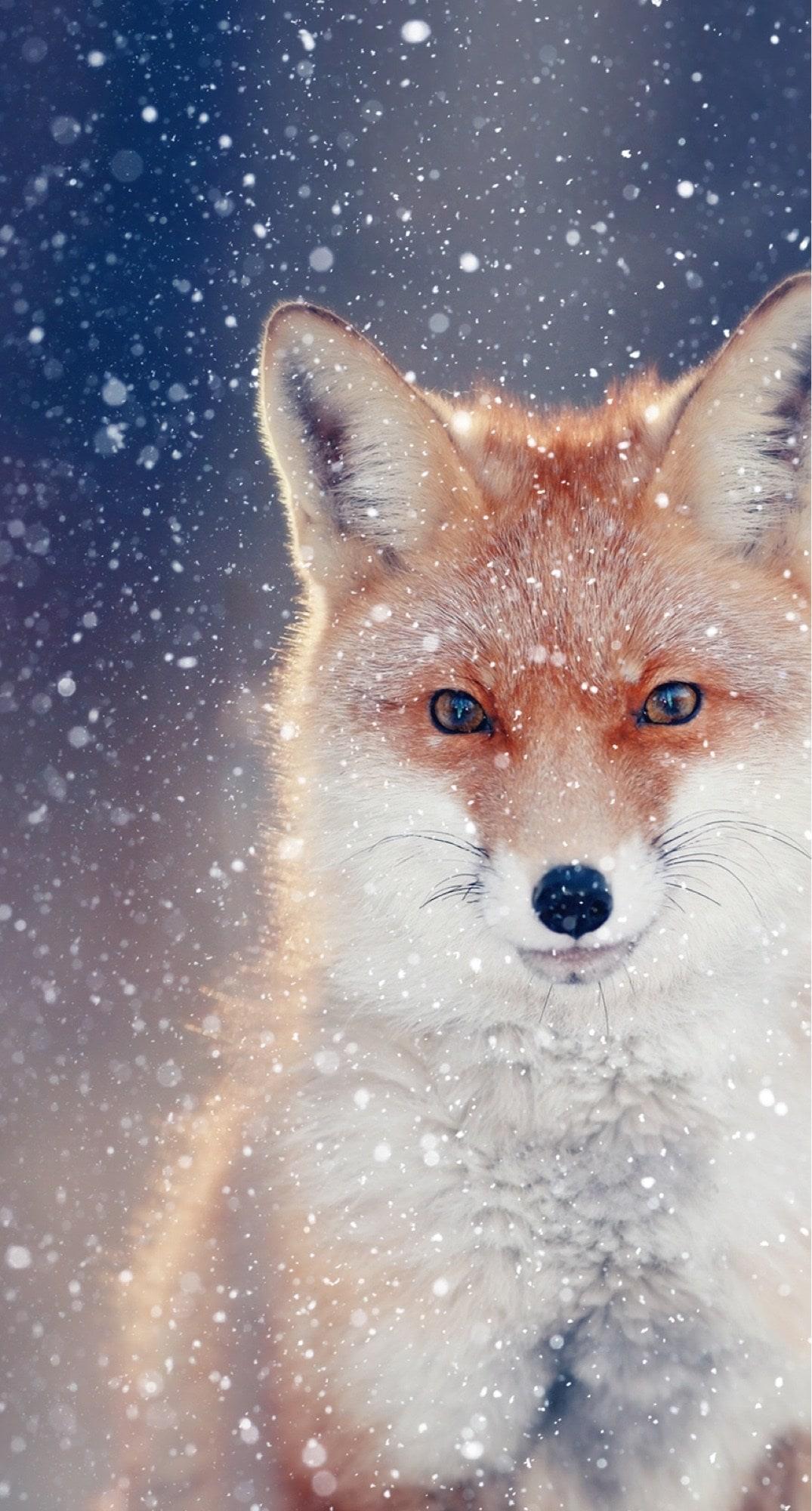 1075x2000 Cute Fox Wallpaper Free HD Wallpaper