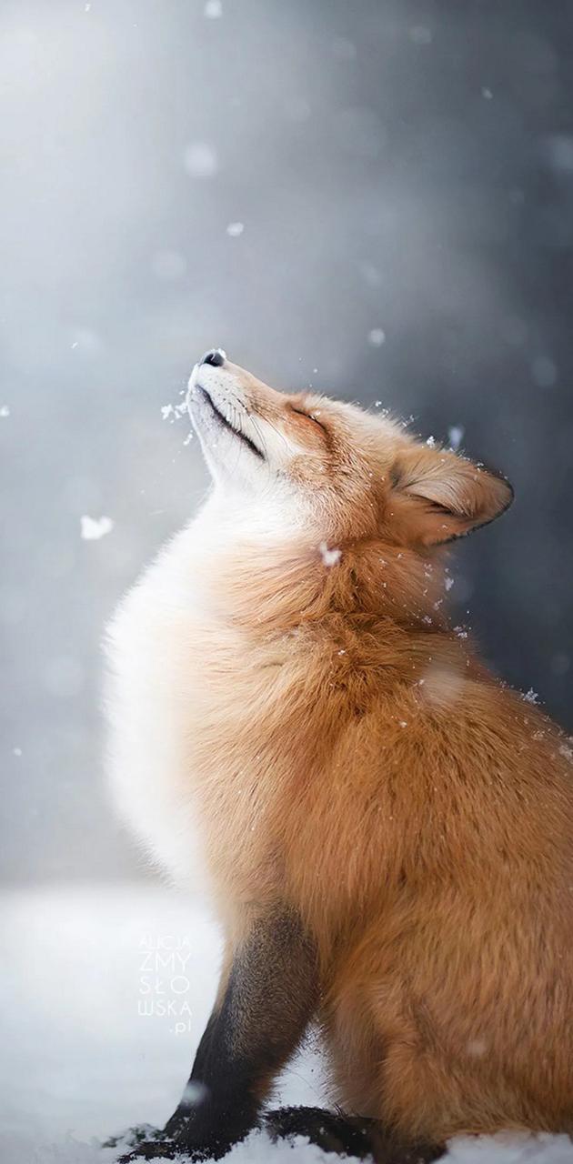 630x1280 Cute fox wallpaper