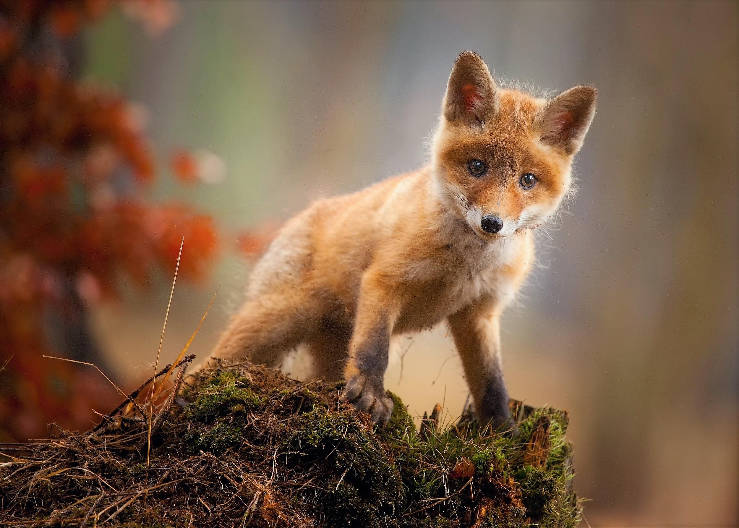 2500x1786 Cute Fox Pup HD Wallpaper