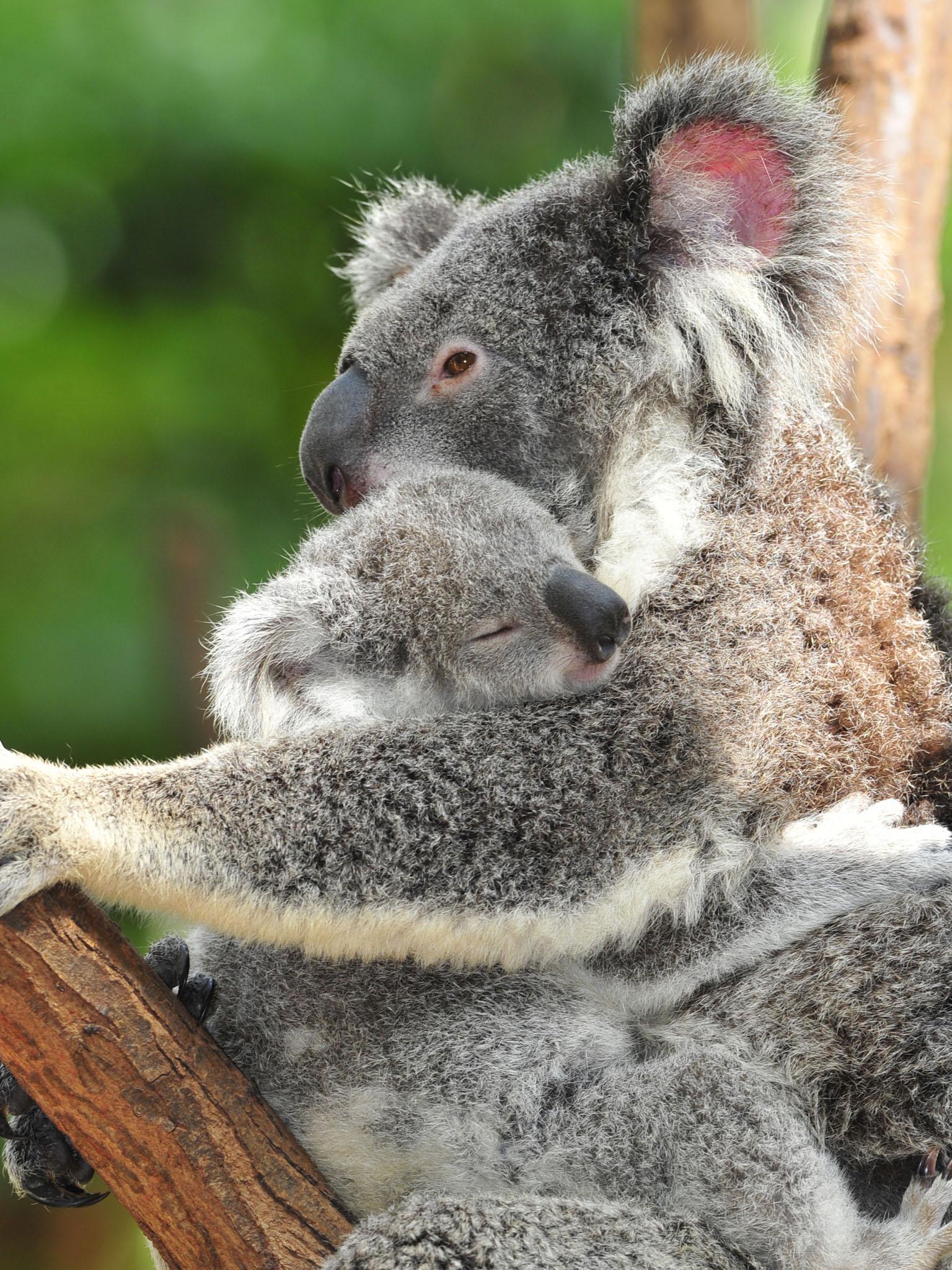 1536x2048 Best For Sleeping Cute Baby Koala Wallpaper