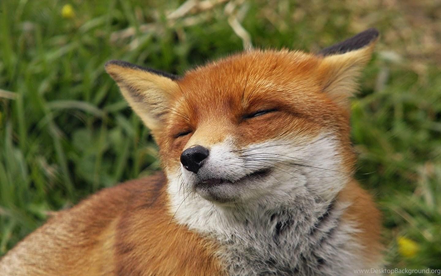 1440x900 Cute Fox Live Wallpaper Android Apps On Google Play Desktop Background