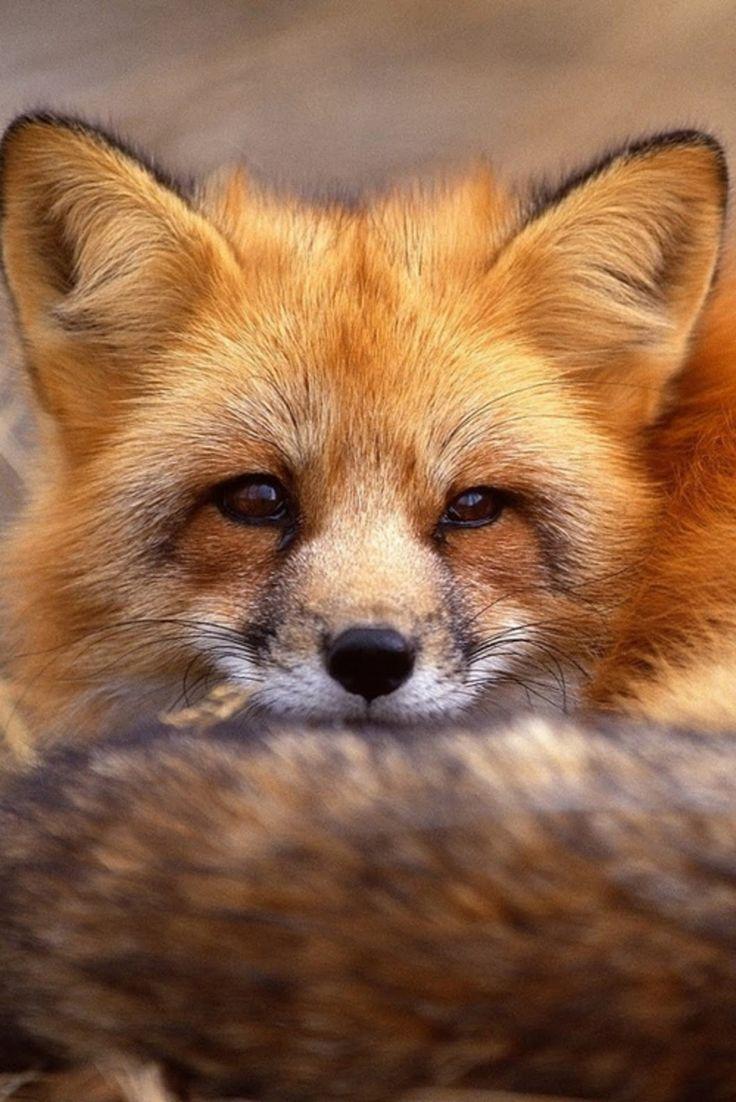 736x1102 Best Fox Wallpaper ideas. fox, fox art, wallpaper
