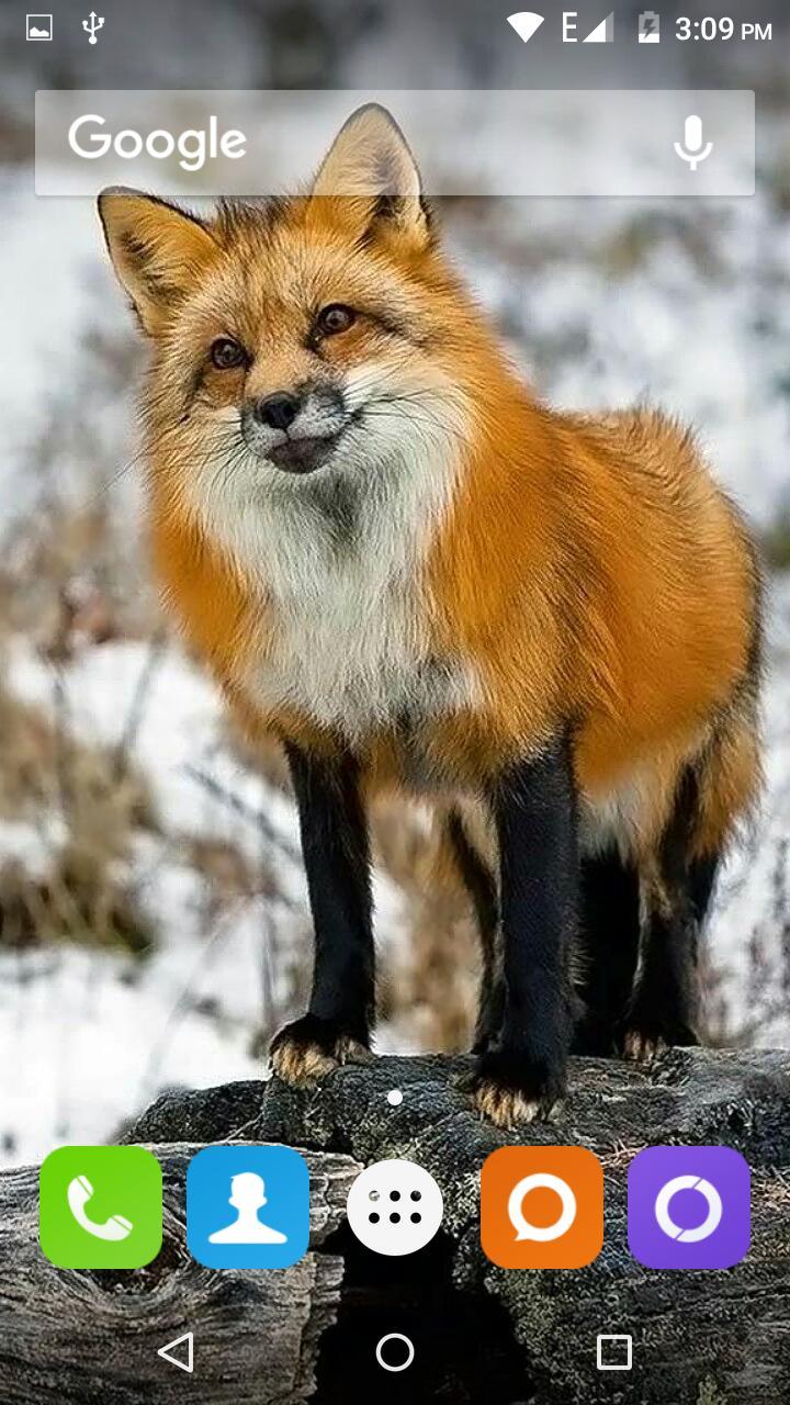 720x1280 Cute Fox Wallpaper HD for Android