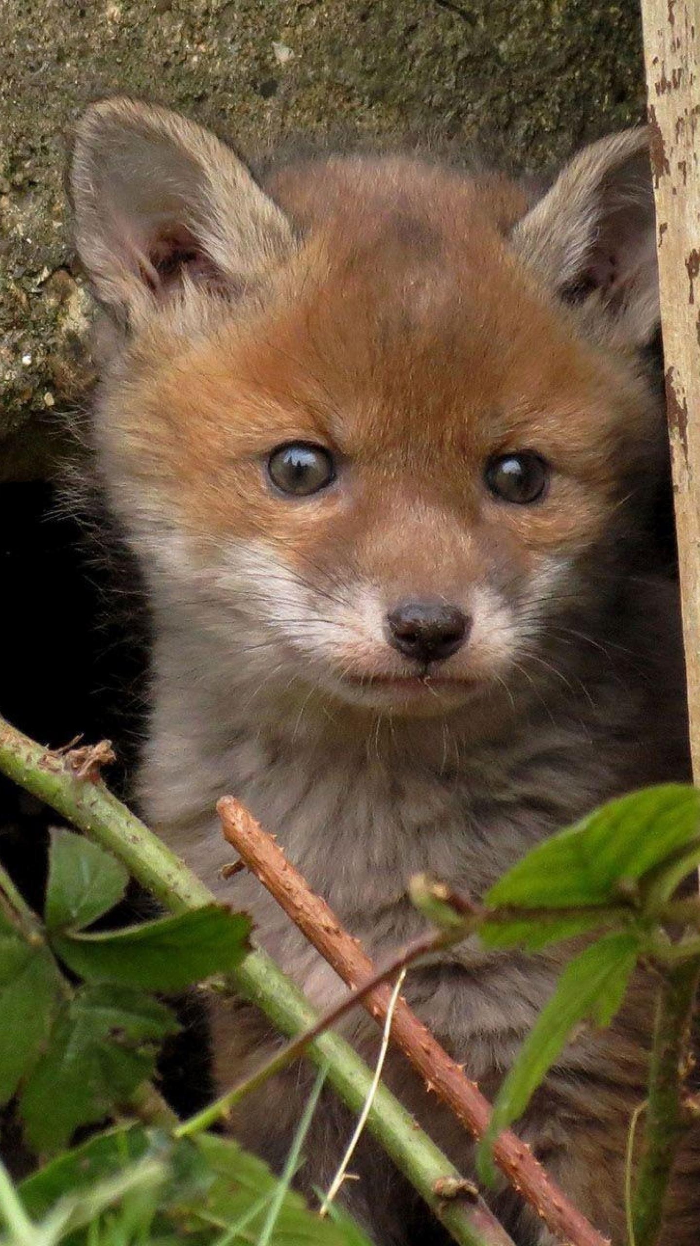 1440x2560 Cute Baby Fox