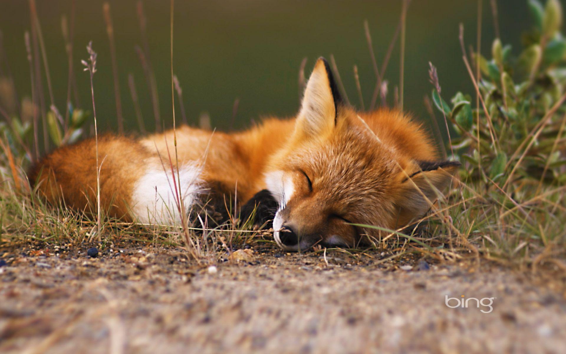 1920x1200 Red Fox Wallpaper FREE Picture