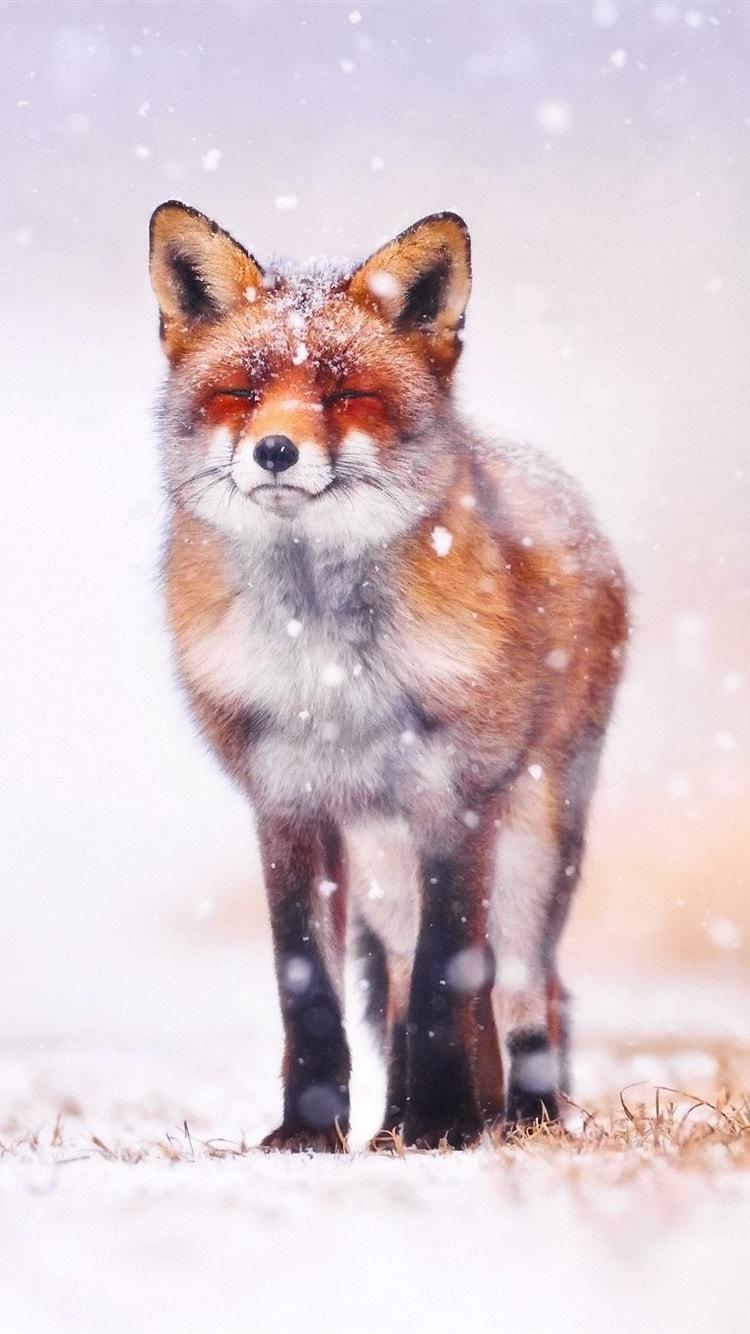 750x1334 Cute Fox Wallpaper Free HD Wallpaper