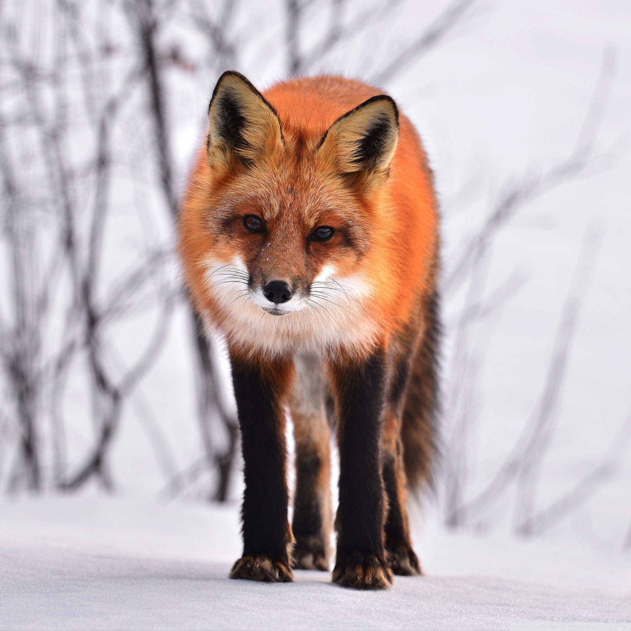 2048x2048 Fox Ultra HD Desktop Background Wallpaper for 4K UHD TV : Widescreen & UltraWide Desktop & Laptop : Tablet