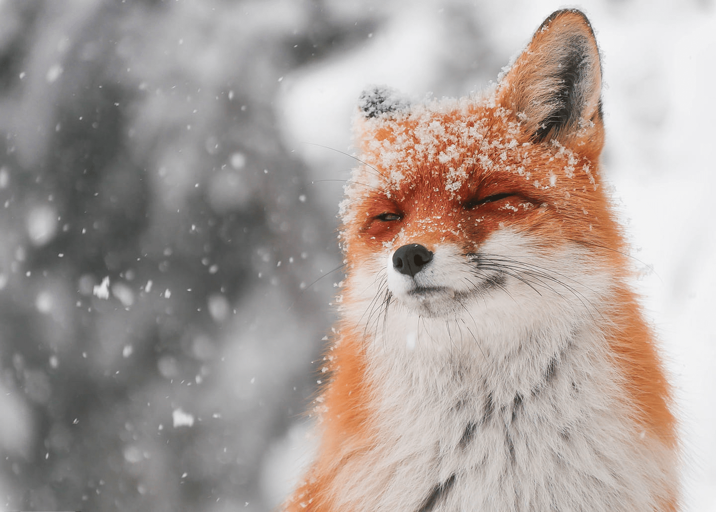 1440x1029 Posting fox picture until I run out Day 29: foxes