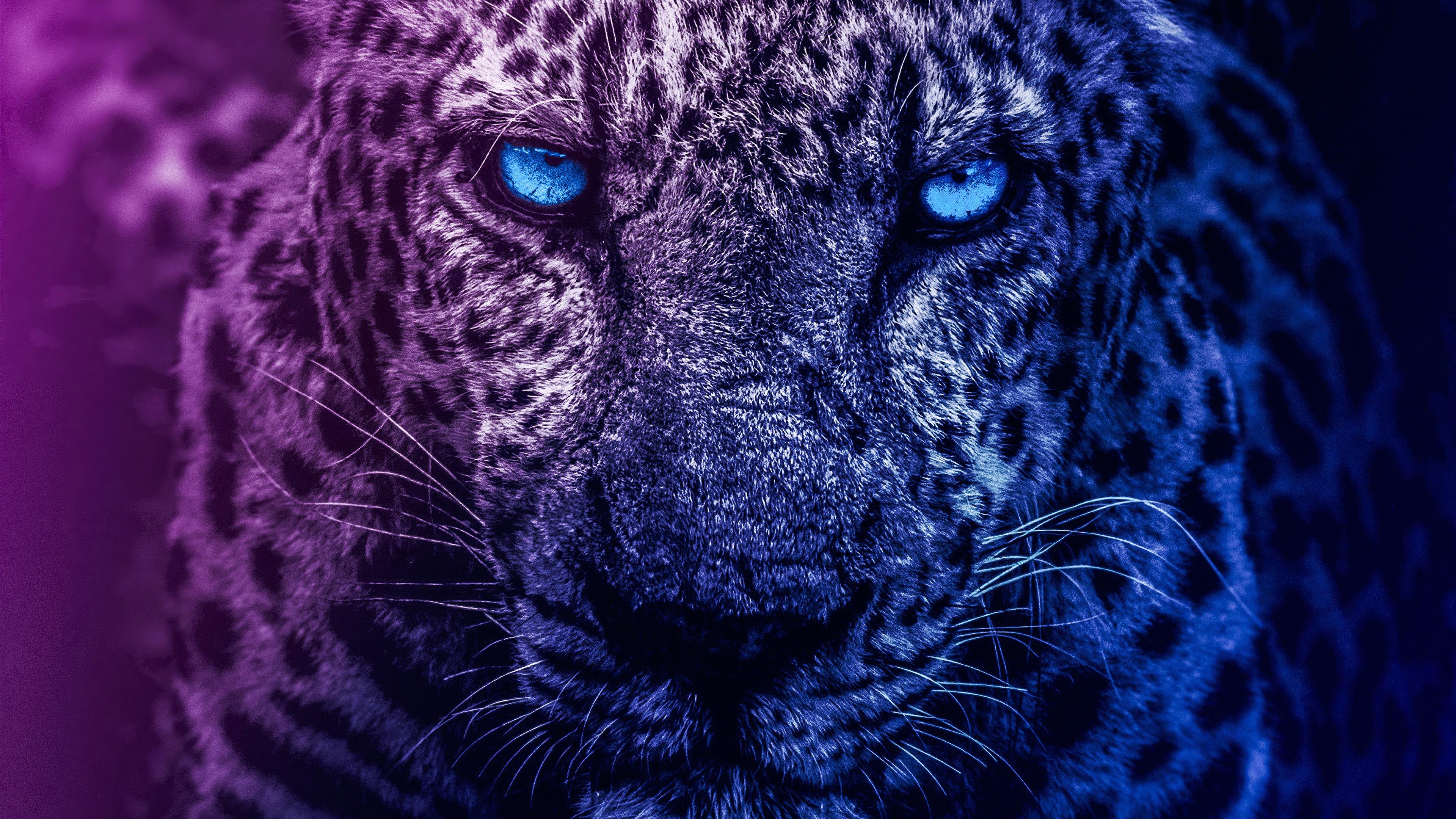 3840x2160 Wallpaper 4k Blue Eyes Lion Wallpaper
