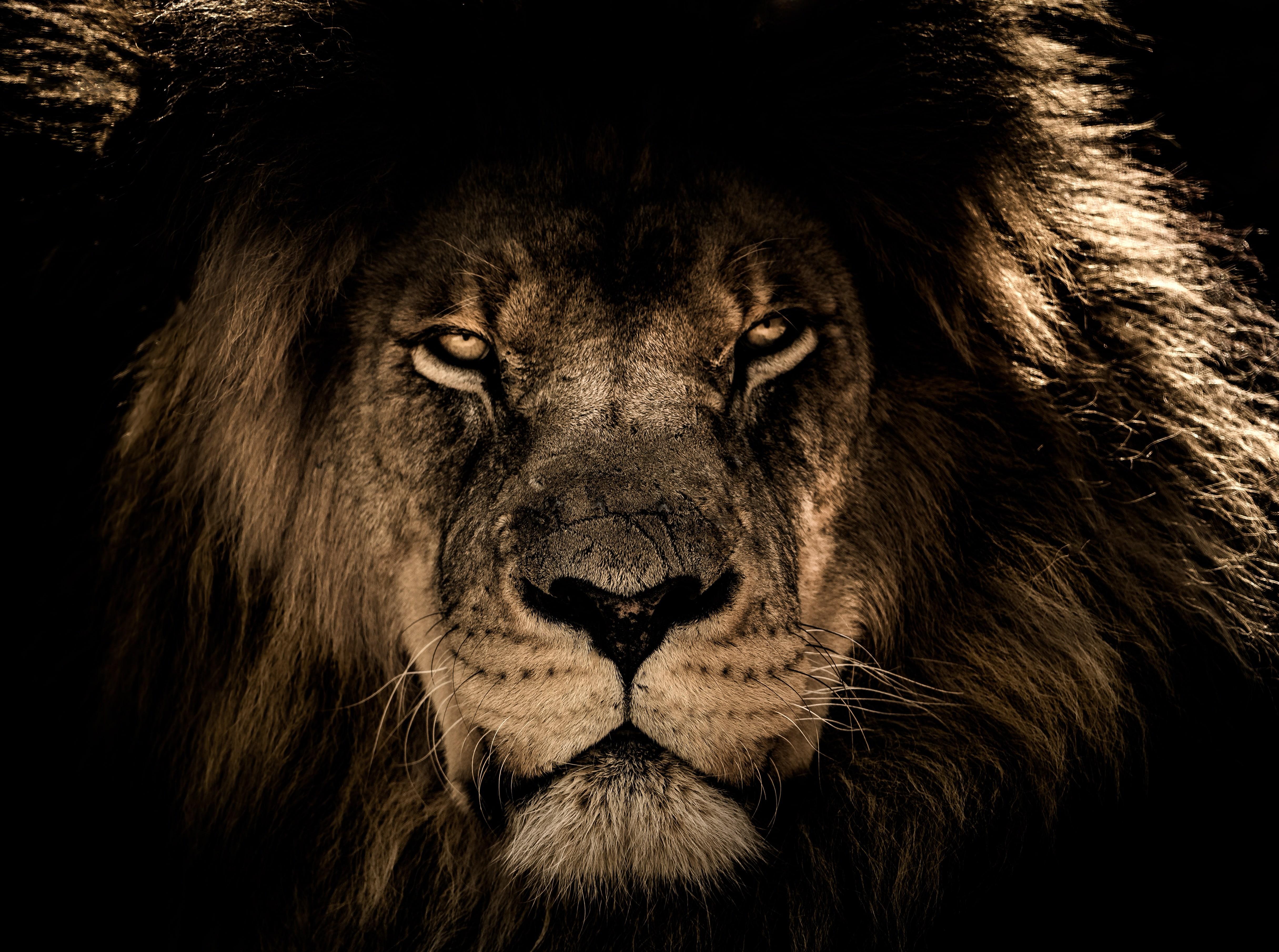 4862x3620 Free download African Lion Mane Close Eyes HD Uhd Wallpaper UHD Image [4862x3620] for your Desktop, Mobile & Tablet. Explore Daniel Kaluuya Wallpaper. Daniel Kaluuya Wallpaper, Daniel Radcliffe Wallpaper