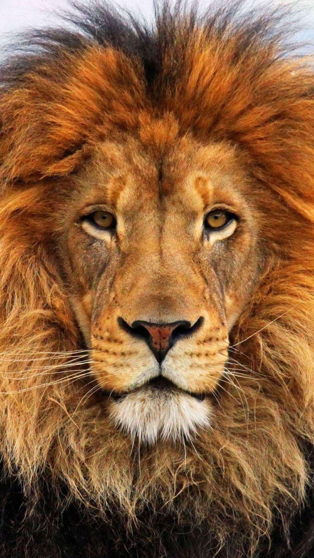 1080x1920 1080x Wallpaper Face, Eyes, Lion, Fur, Mane A Lion Face