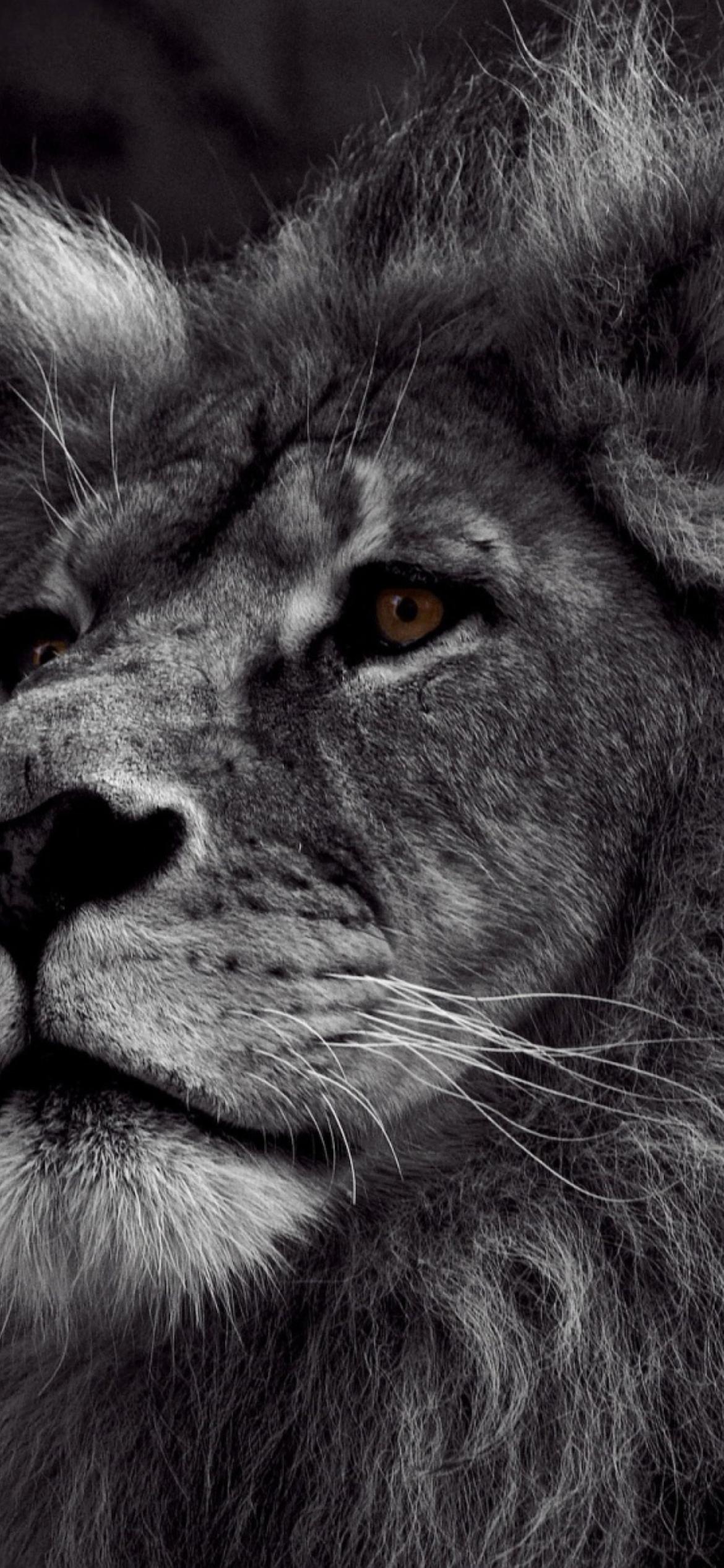 1170x2532 Black And White Lion Wallpaper for iPhone 11 Pro