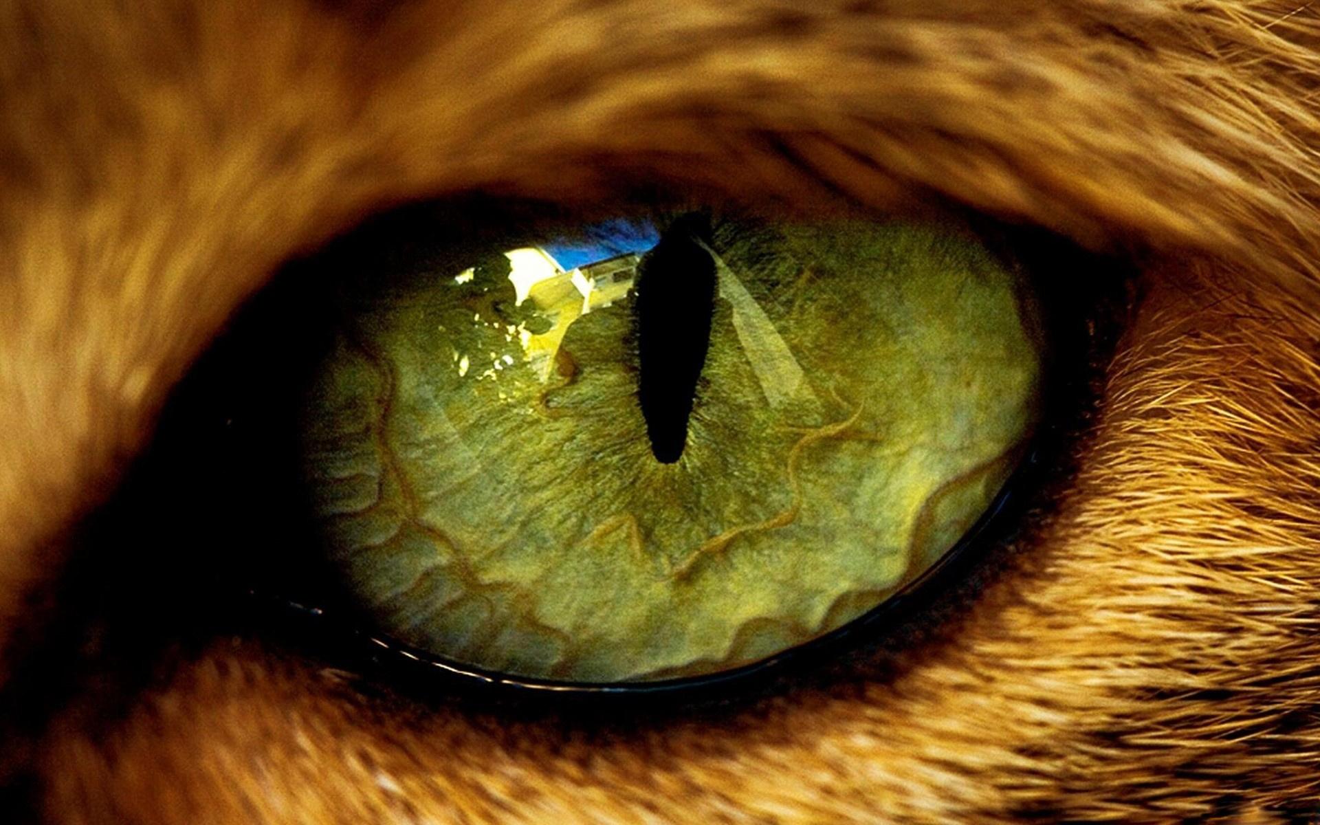 1920x1200 Lion's Eye Image