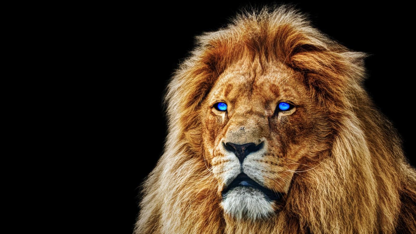 1600x900 Lion With Blue Eyes In Black Background HD Lion Wallpaper
