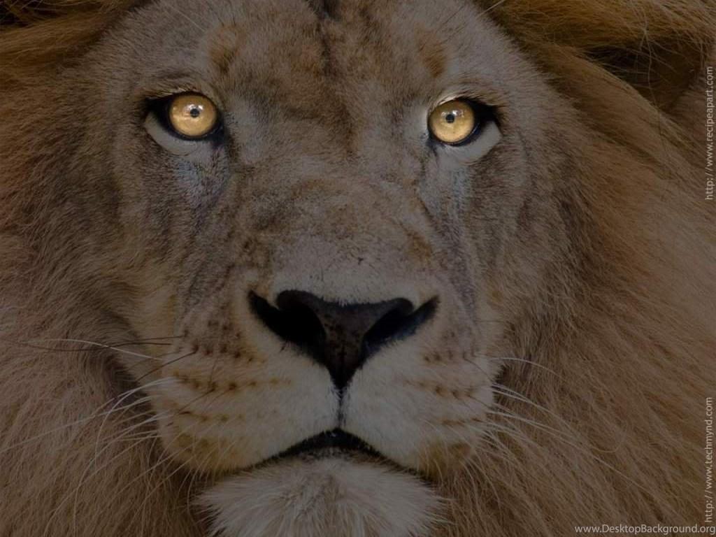 1024x768 Top Lion Eyes Image For Pinterest Desktop Background