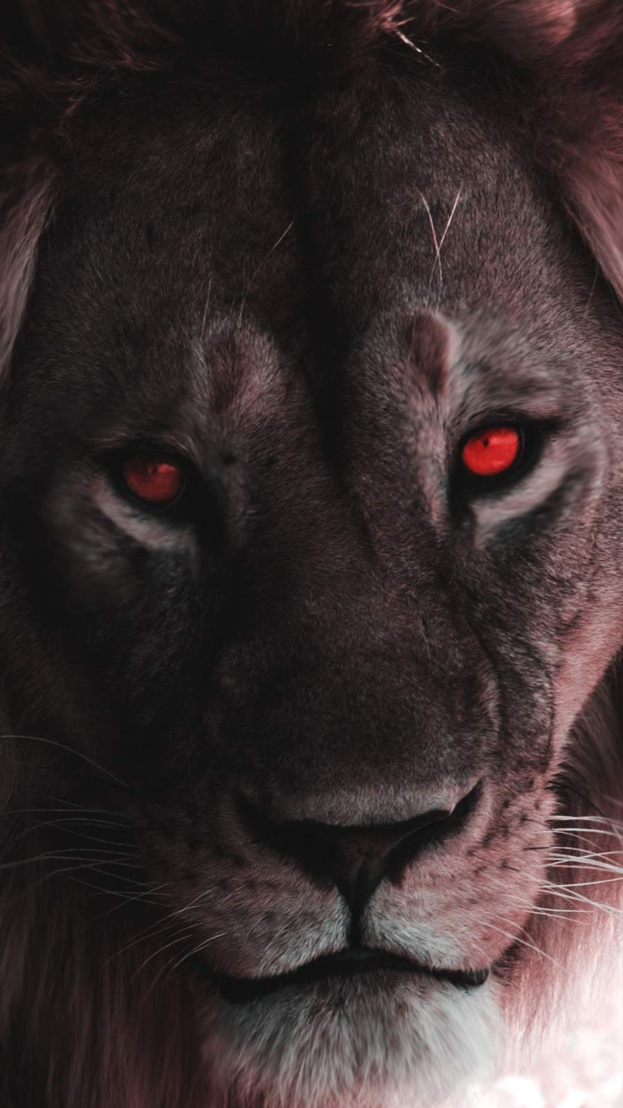 900x1600 Lion Eyes IPhone Wallpaper Wallpaper : iPhone Wallpaper