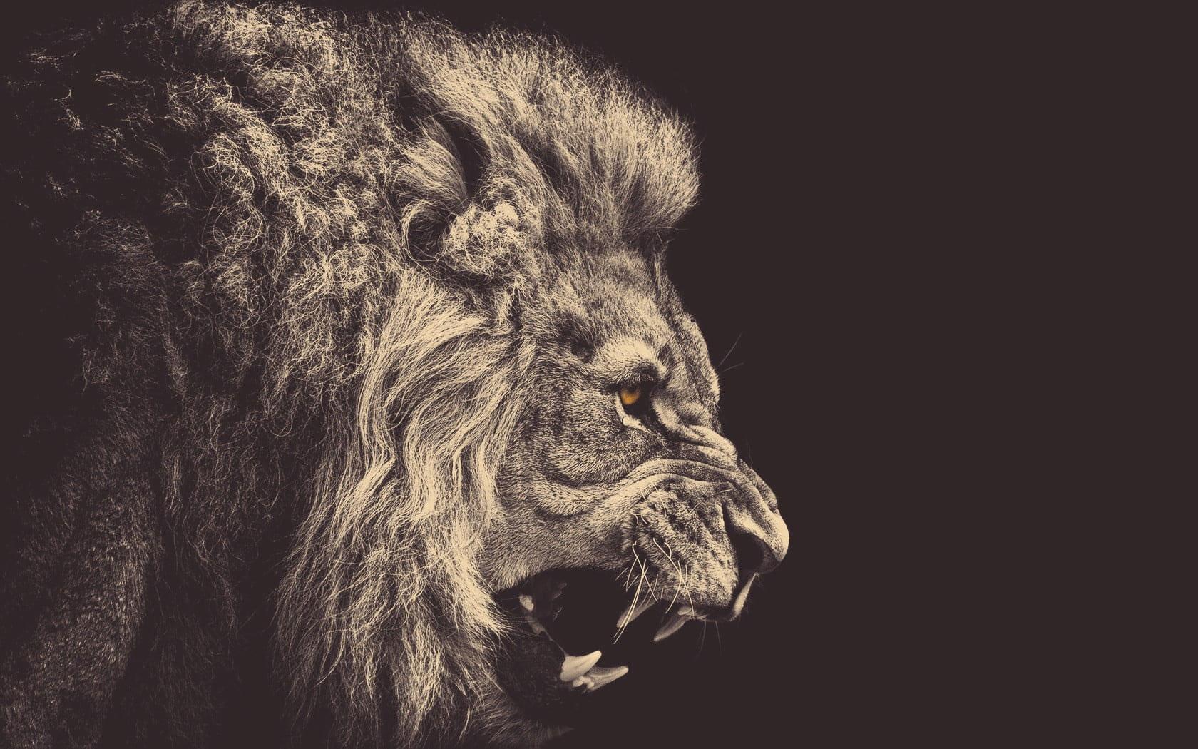 1680x1050 Lion illustration wallpaper, minimalism, animals, sepia, yellow eyes, anger • Wallpaper For You HD Wallpaper For Desktop & Mobile