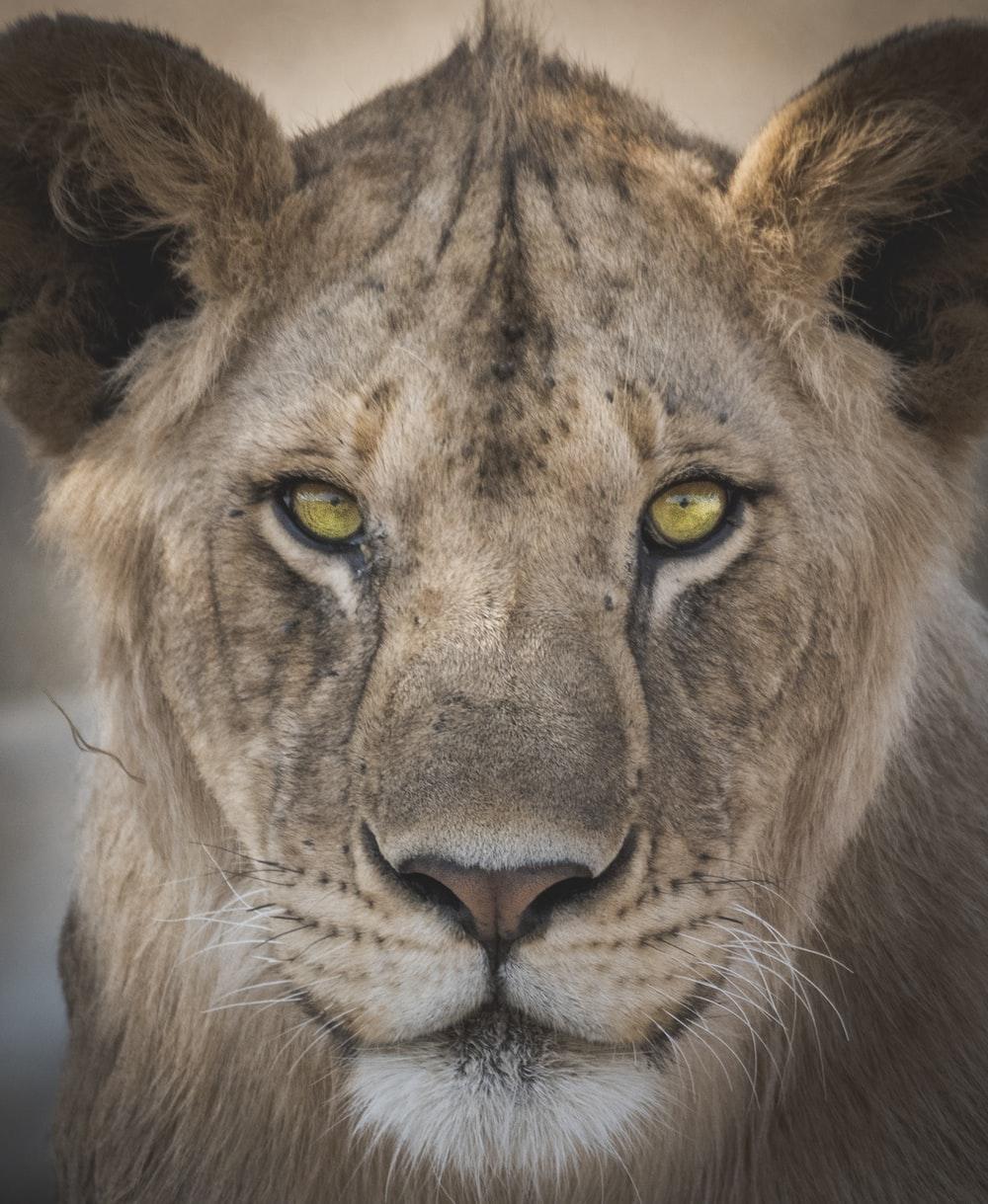 1000x1219 Lion Eyes Picture. Download Free Image