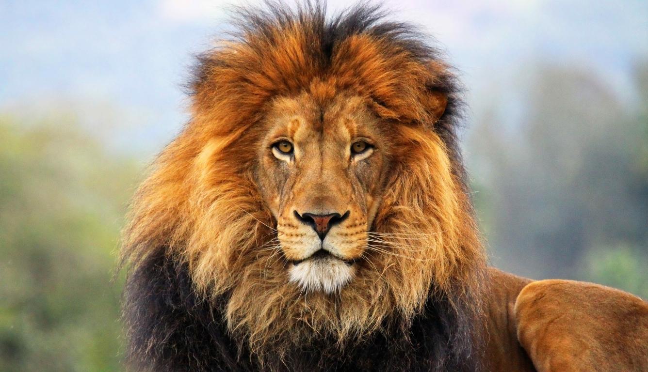 1336x768 lion, mane, eyes HD Laptop Wallpaper, HD Animals 4K Wallpaper, Image, Photo and Background