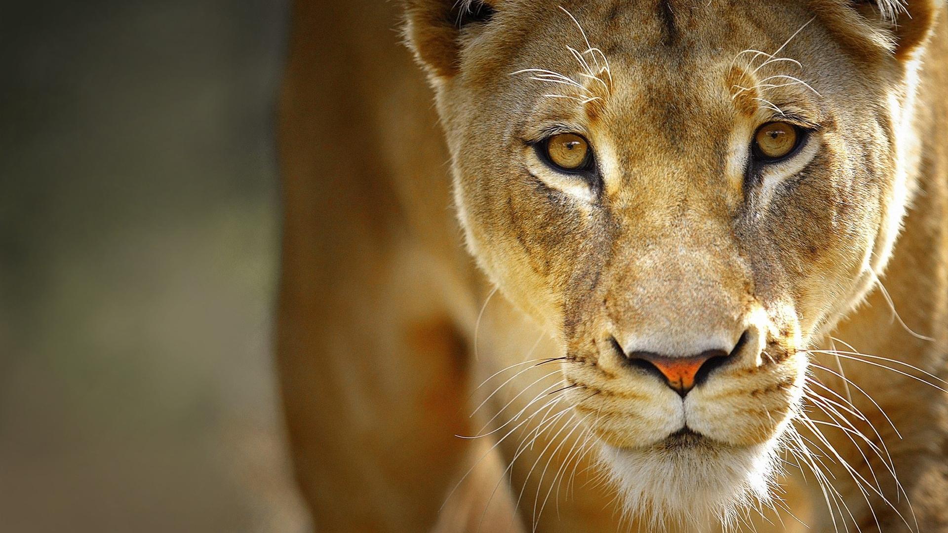 1920x1080 leu, face, lioness, eyes, animal, lion