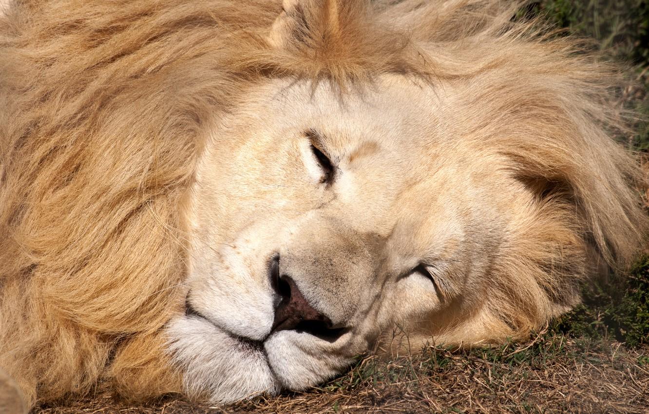 1332x850 Wallpaper lion, sleeping, eyes closed image for desktop, section кошки