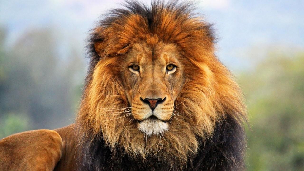 1280x720 face eyes lion fur mane 3D Models. Free