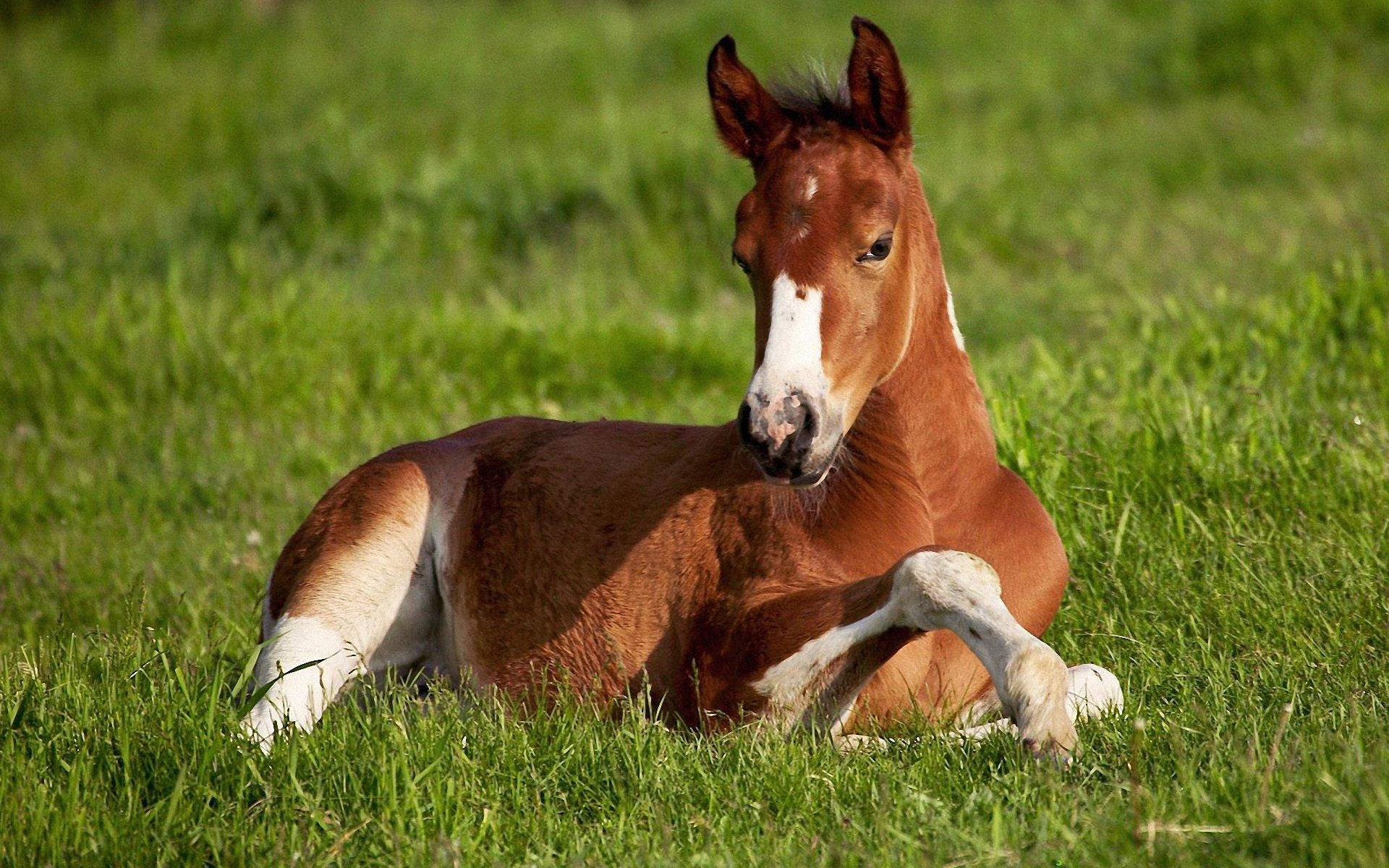1920x1200 Beautiful Horse wallpaper. Beautiful Horse