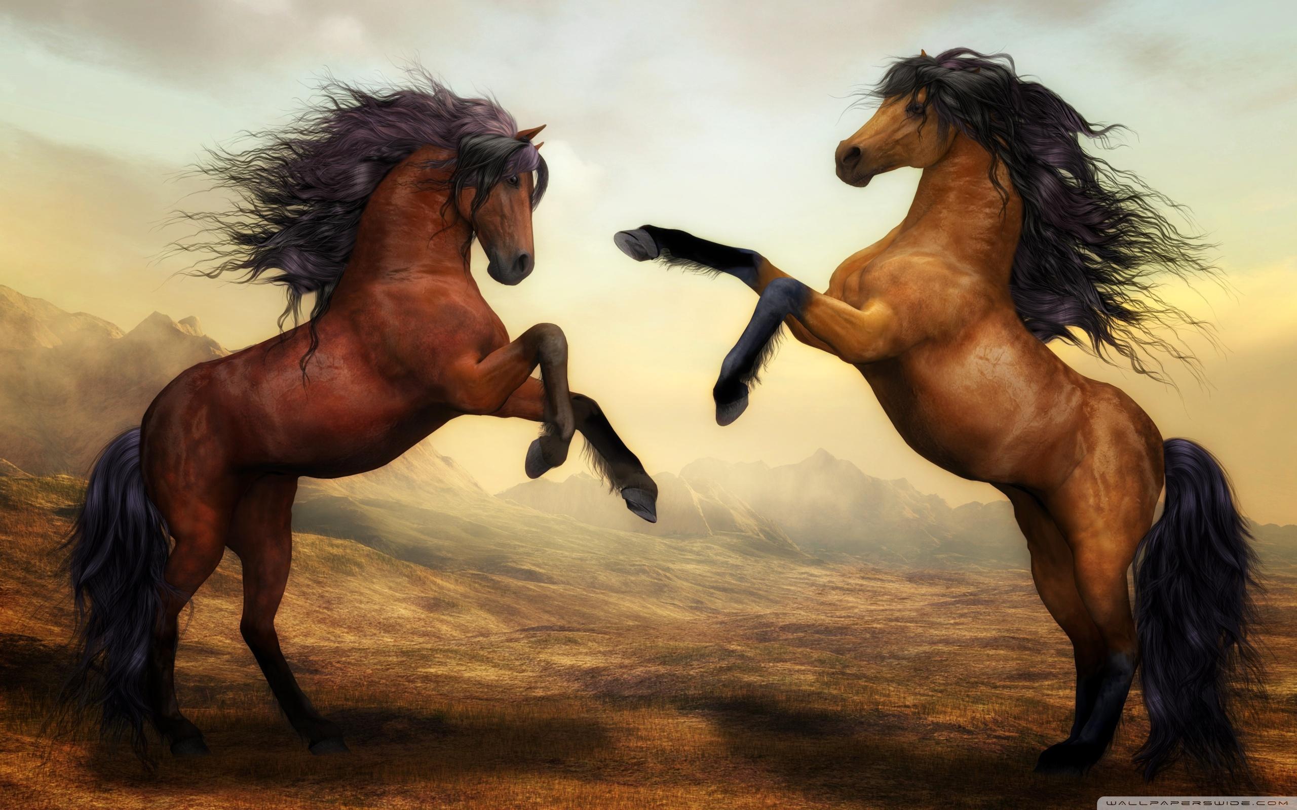 2560x1600 Two Beautiful Horses Fighting Ultra HD Desktop Background Wallpaper for 4K UHD TV : Widescreen & UltraWide Desktop & Laptop : Multi Display, Dual Monitor : Tablet