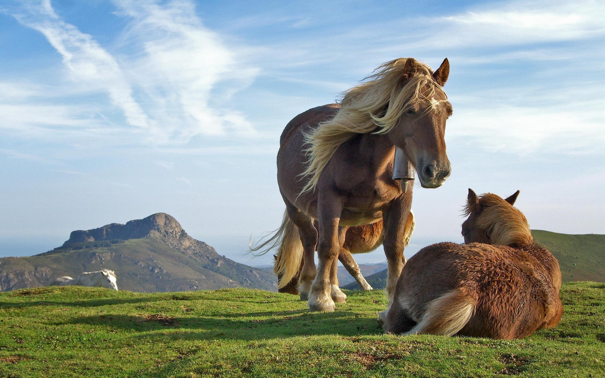 2560x1600 Beautiful horses wallpaper. Beautiful horses