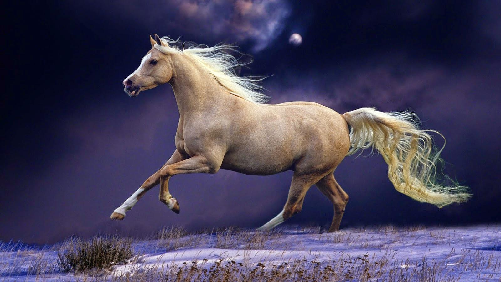 1600x900 Dynamic Views: Beautiful Horses Wallpaper Free Download