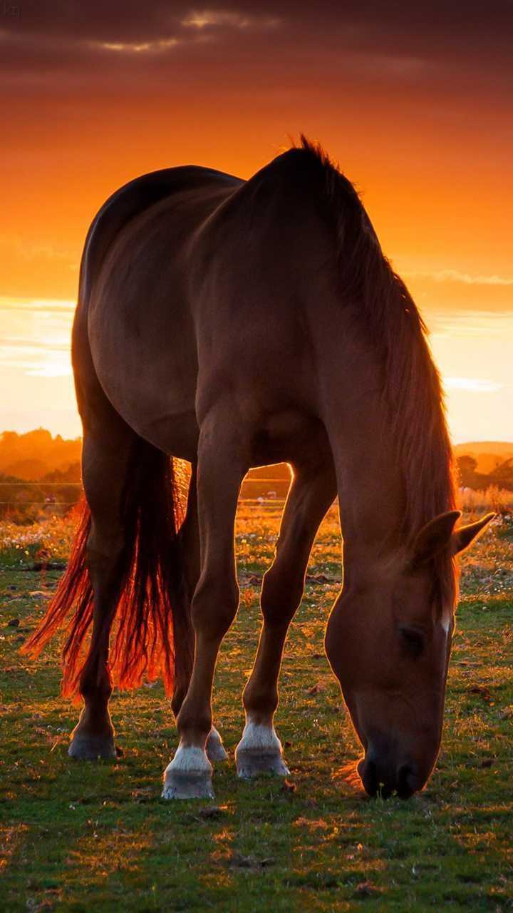 720x1280 Horse Wallpaper