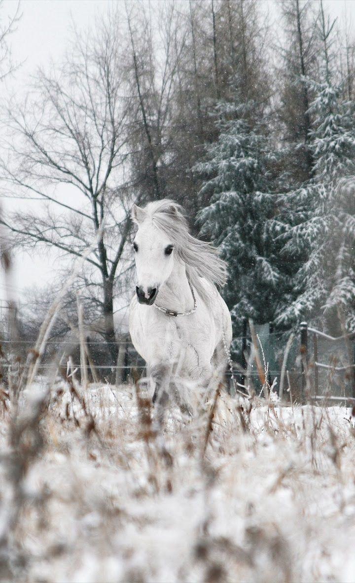 720x1184 Beautiful Horse Wallpaper App. Horse wallpaper, Wallpaper app, Beautiful horses