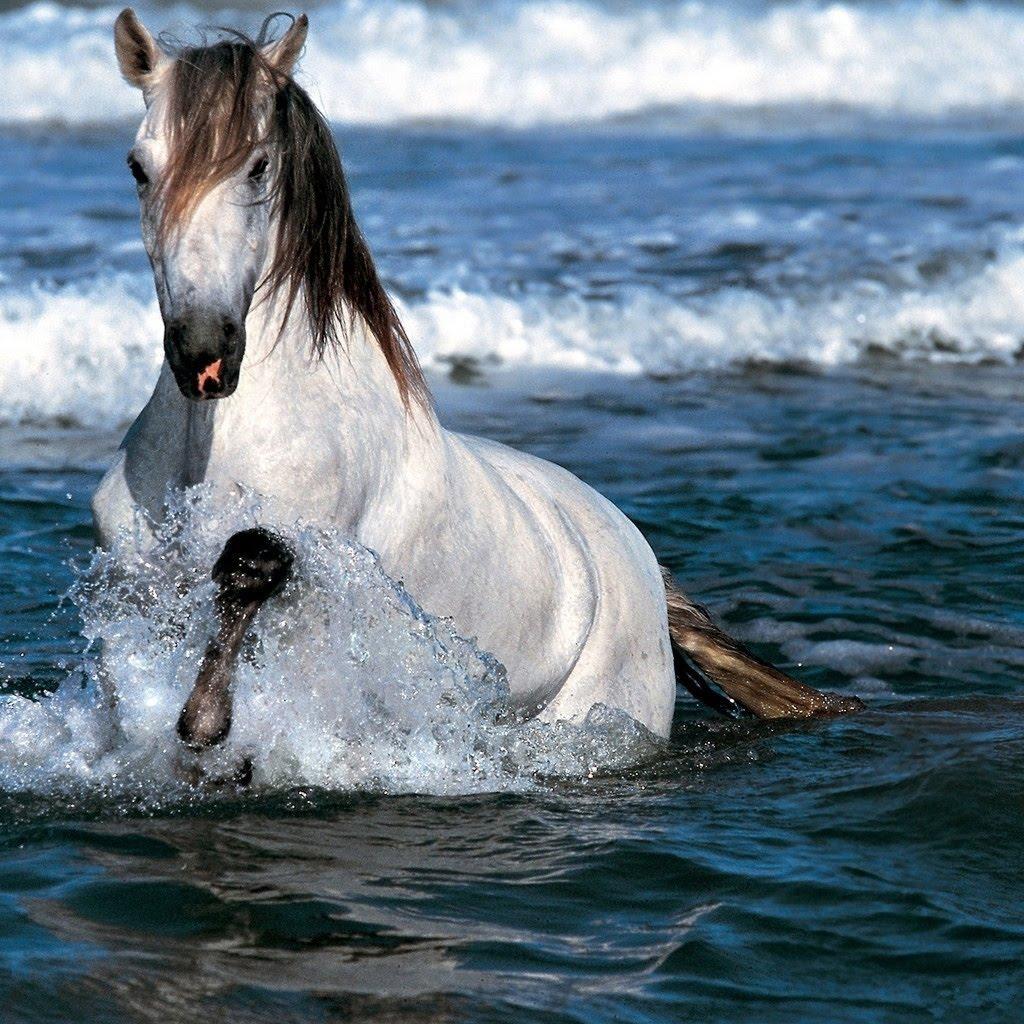 1024x1024 running horse wallpaper, horse, mane, sky, stallion, mustang horse, wildlife, mare, sea, photography, graphy