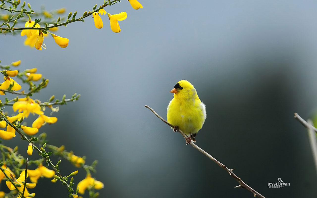1280x800 Colorful Bird Microsoft Official Wallpaper 10 Animal Wallpaper For Windows 10 HD Wallpaper