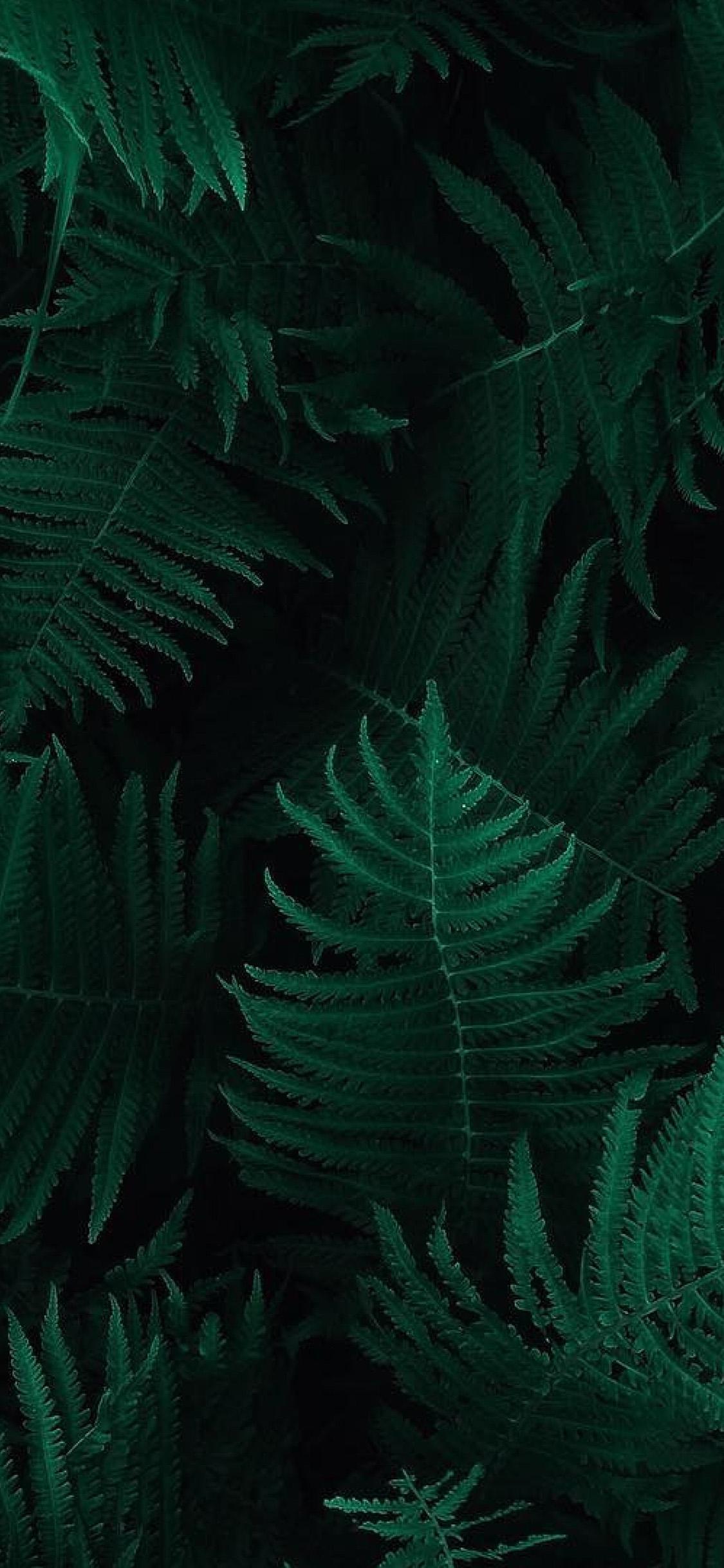 1125x2436 Green Leaf Dark Nature Wallpaper