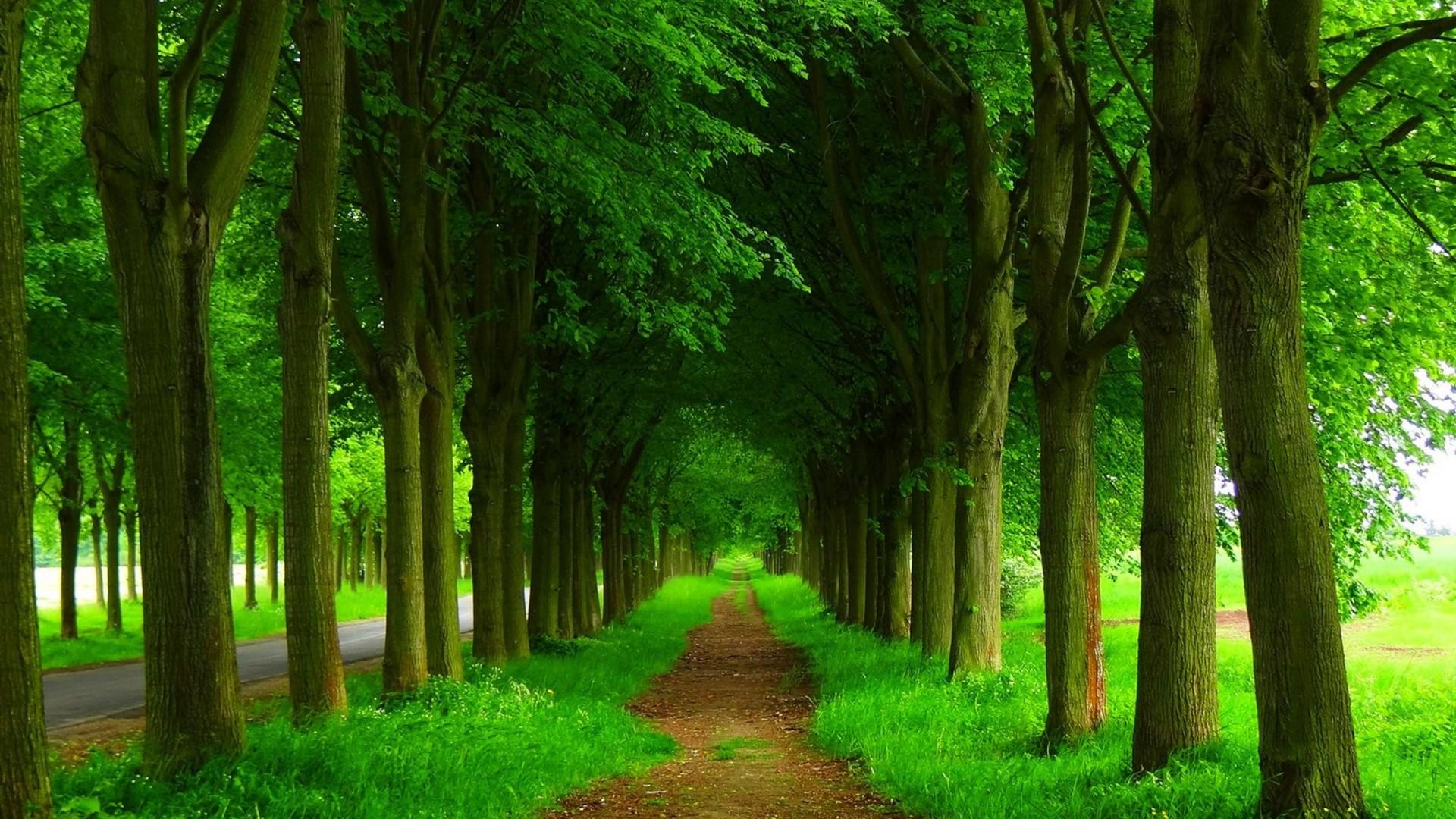 1920x1080 Green Nature Wallpaper 1920x1080 56696