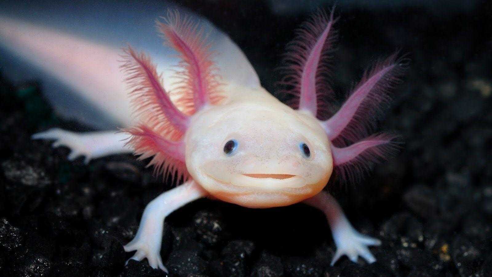 1600x900 Axolotl Wallpaper
