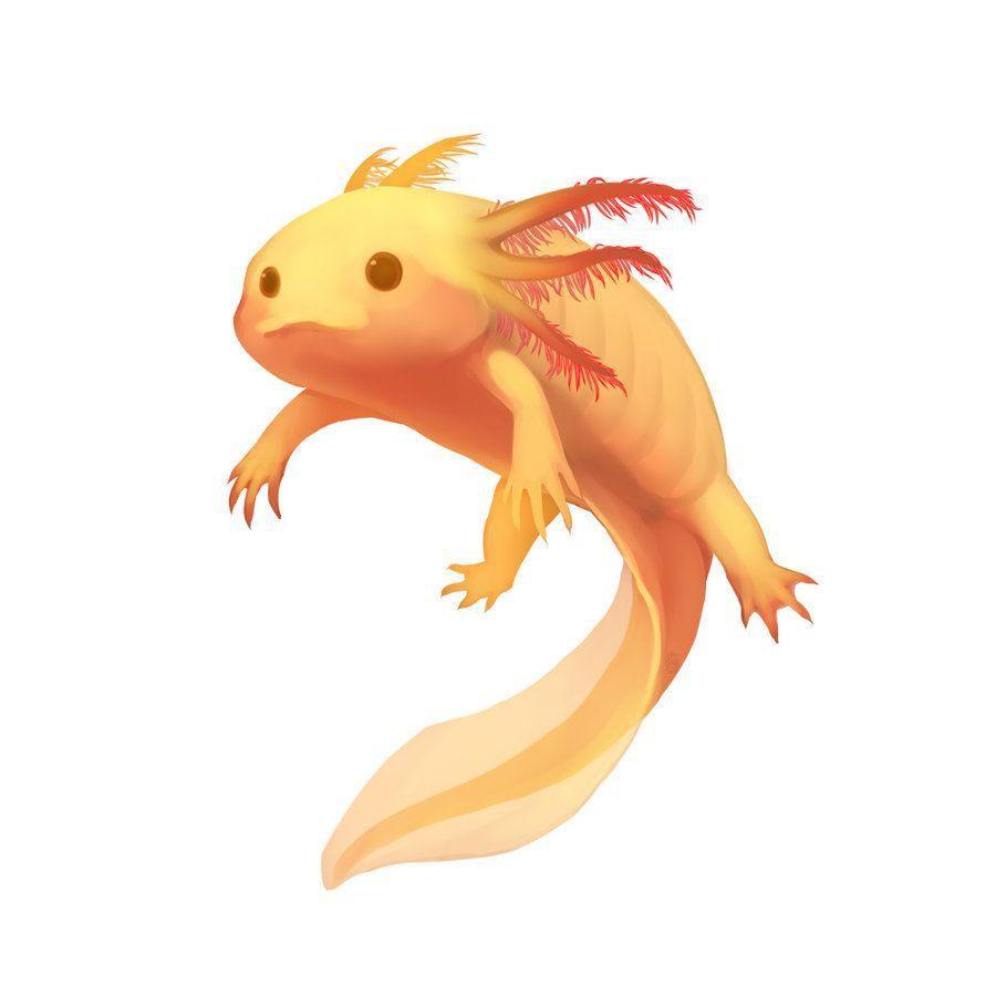 900x900 Free Download Axolotl High Resolution Animals Wallpaper