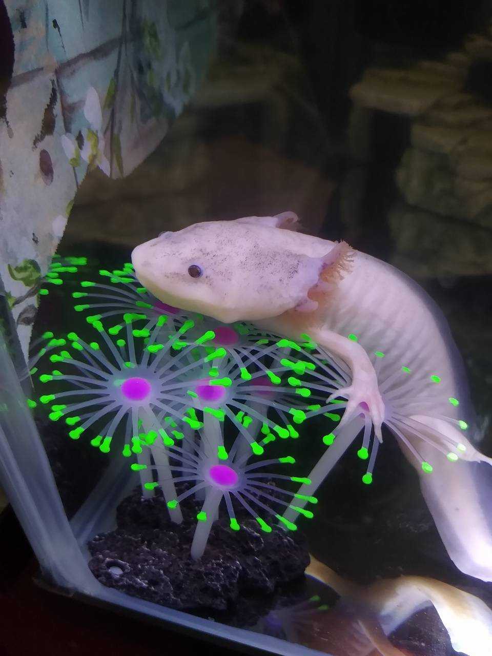 960x1280 Axolotl Bckground