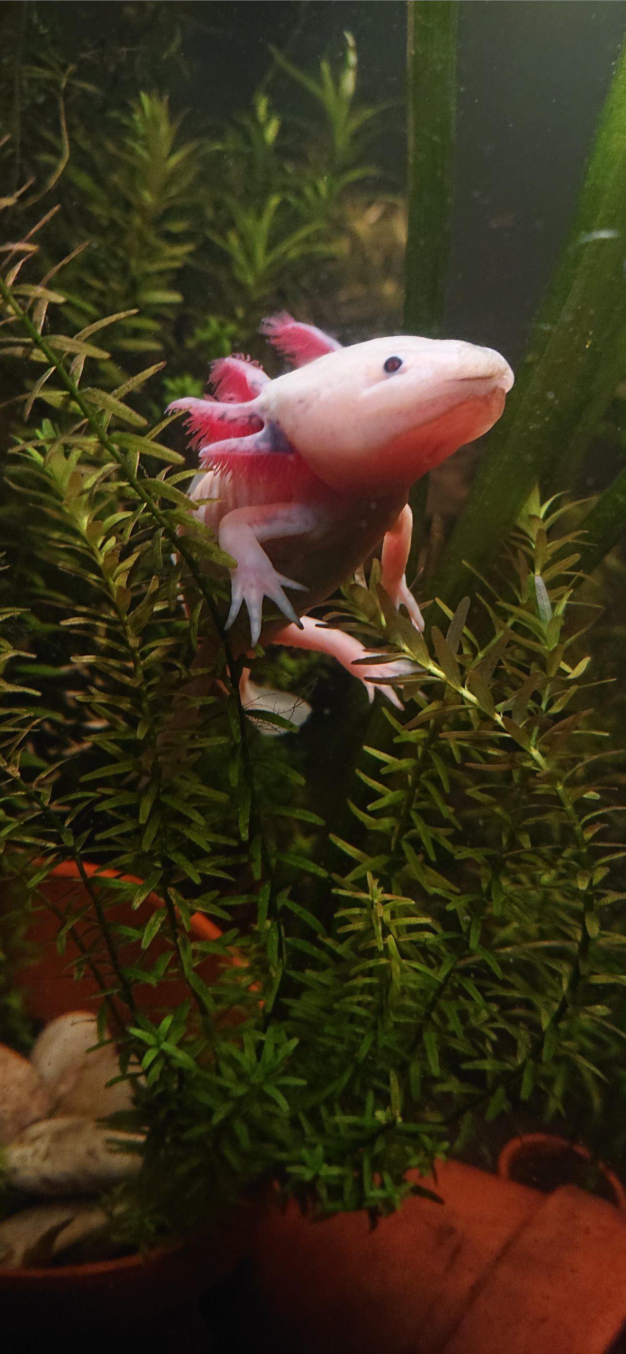 1284x2778 axolotl iPhone Wallpaper Free Download