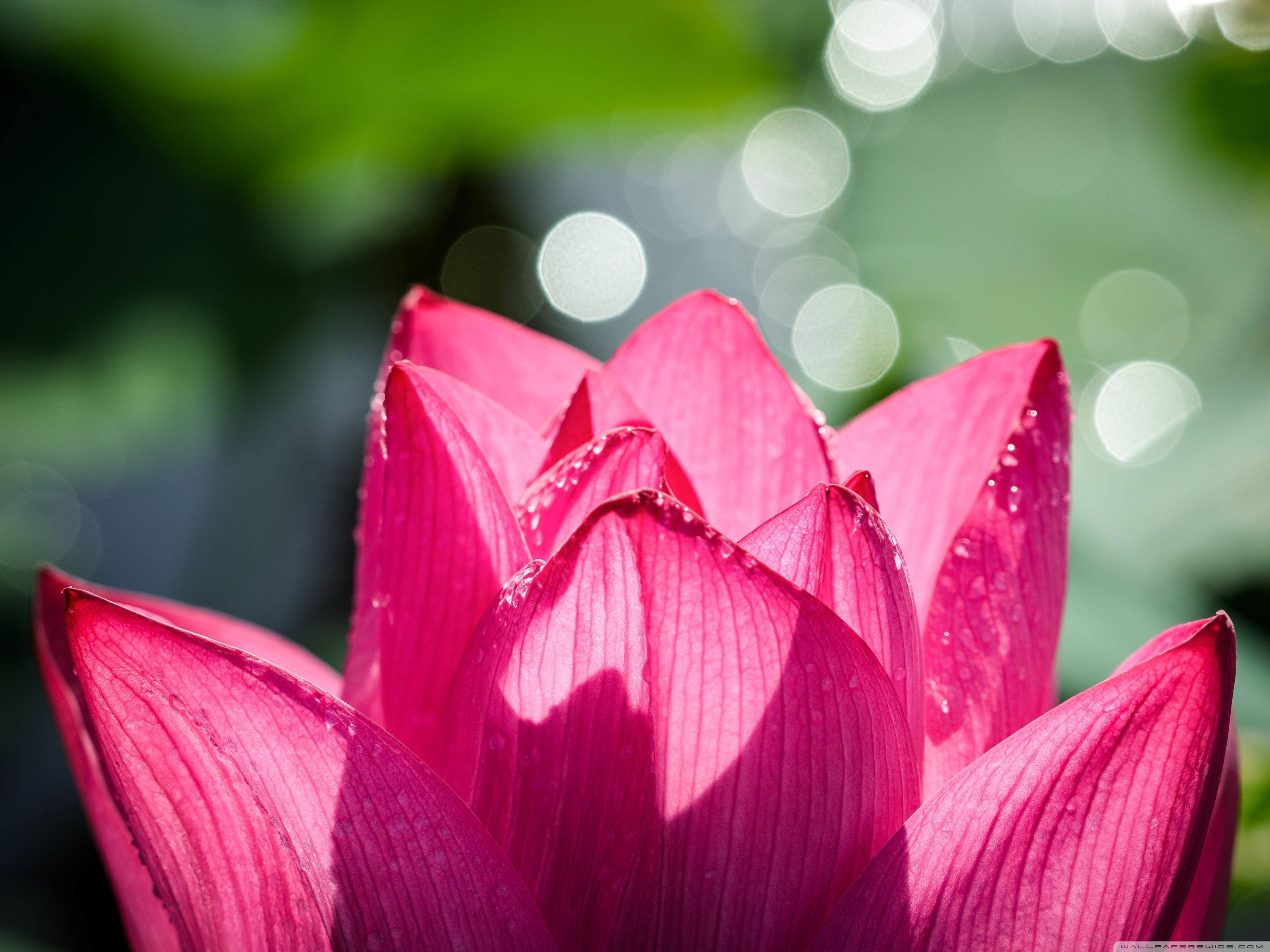 3200x2400 Chinese Lotus ❤ 4K HD Desktop Wallpaper for 4K Ultra HD TV • Wide