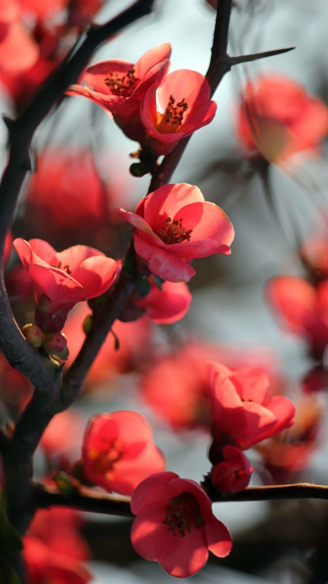 1080x1920 Beautiful Chinese Asia Flowers. Plum Blossoms & Lotus IPhone
