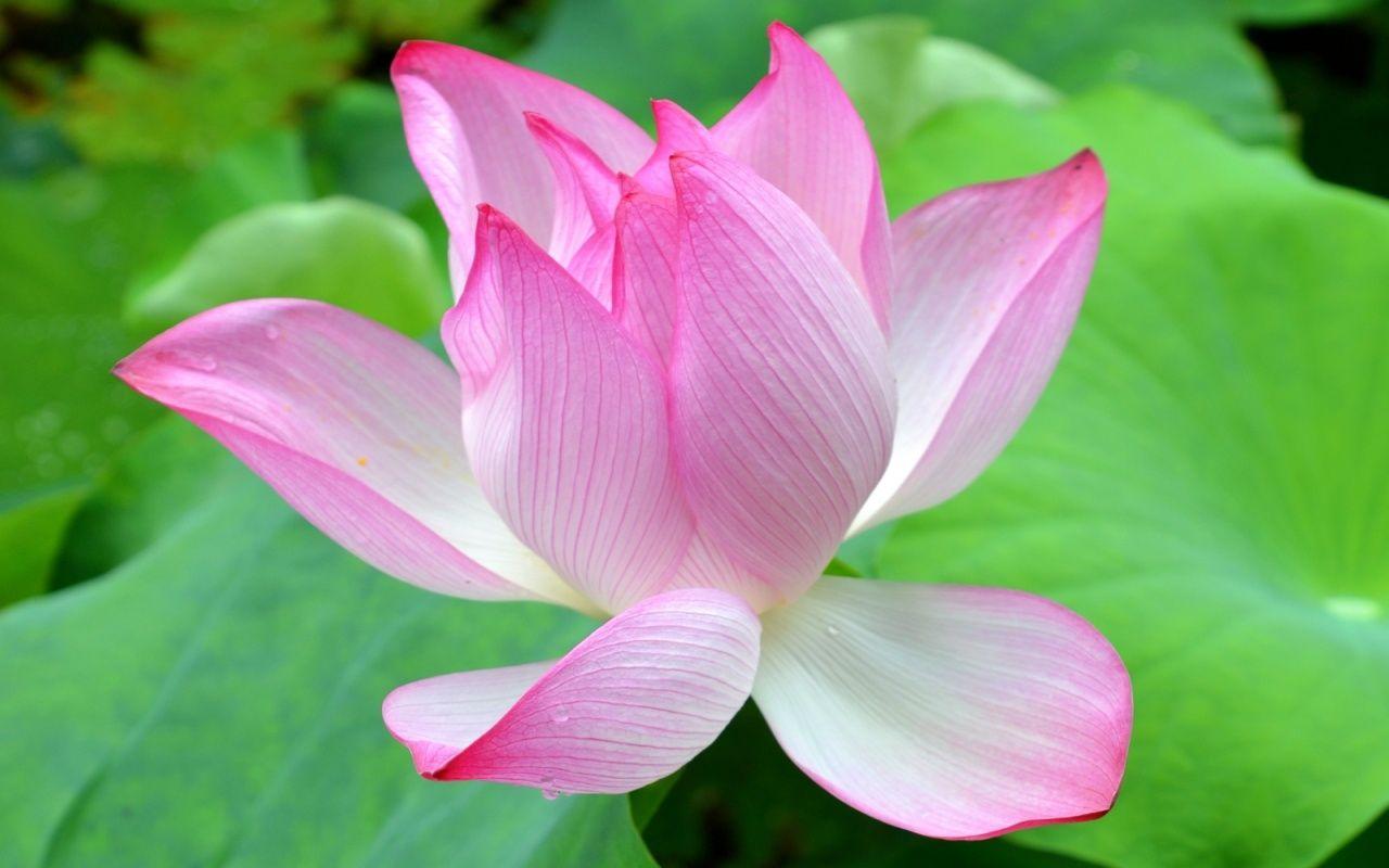 1280x800 Lotus Flower Wallpaper HD