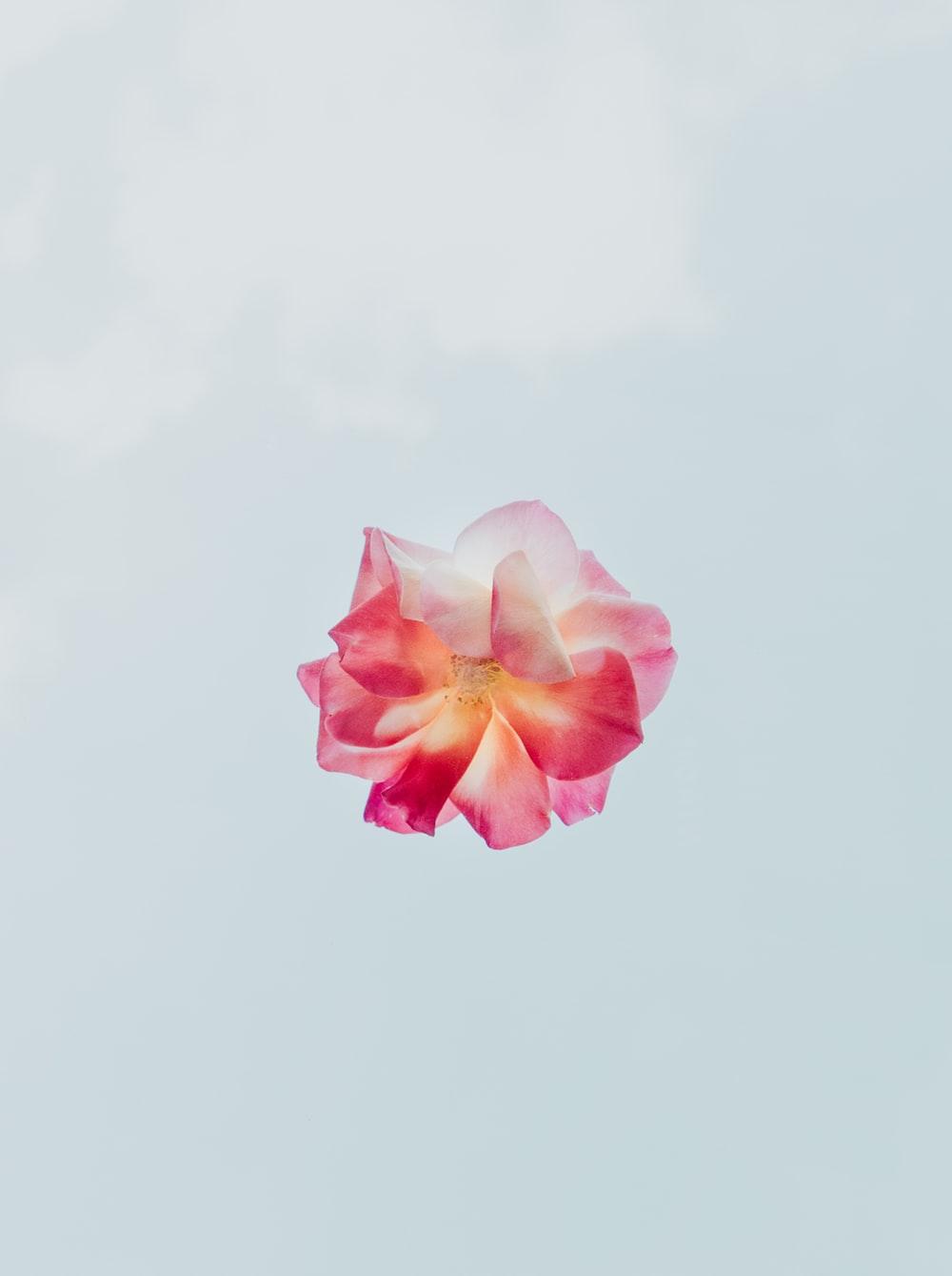 1000x1339 Flower Wallpaper: Free HD Download [HQ]