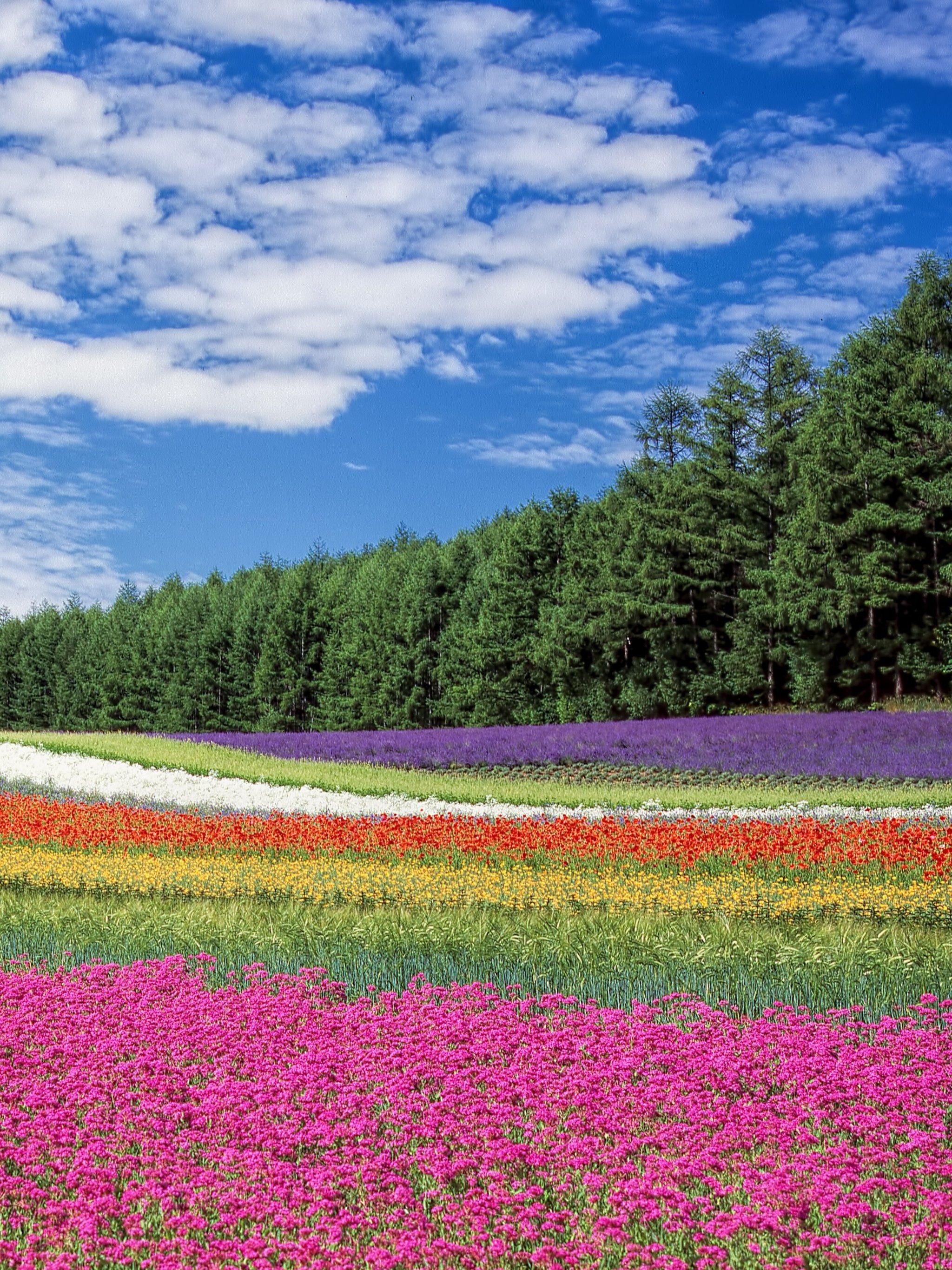 2048x2732 Field of Flowers Wallpaper, Android & Desktop Background