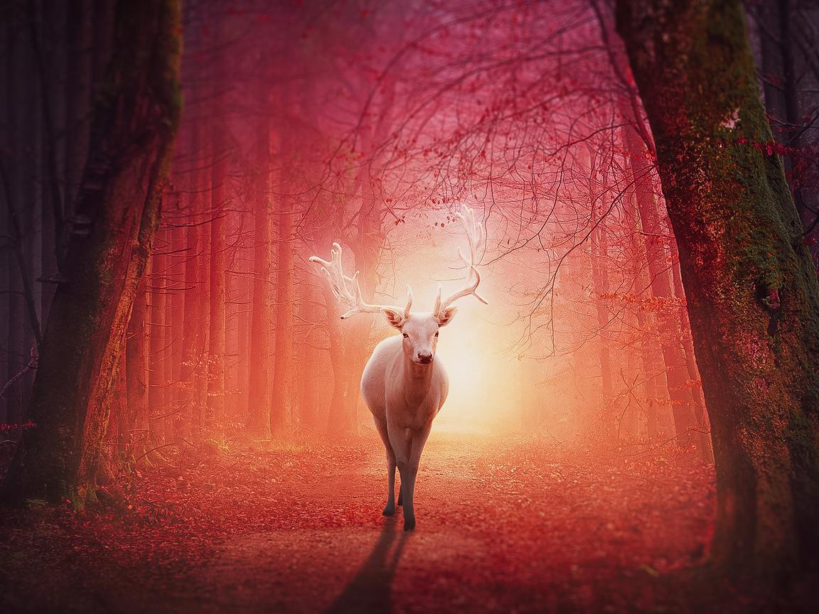 1152x864 White Deer In Magical Forest 4k 1152x864 Resolution HD 4k Wallpaper, Image, Background, Photo and Picture