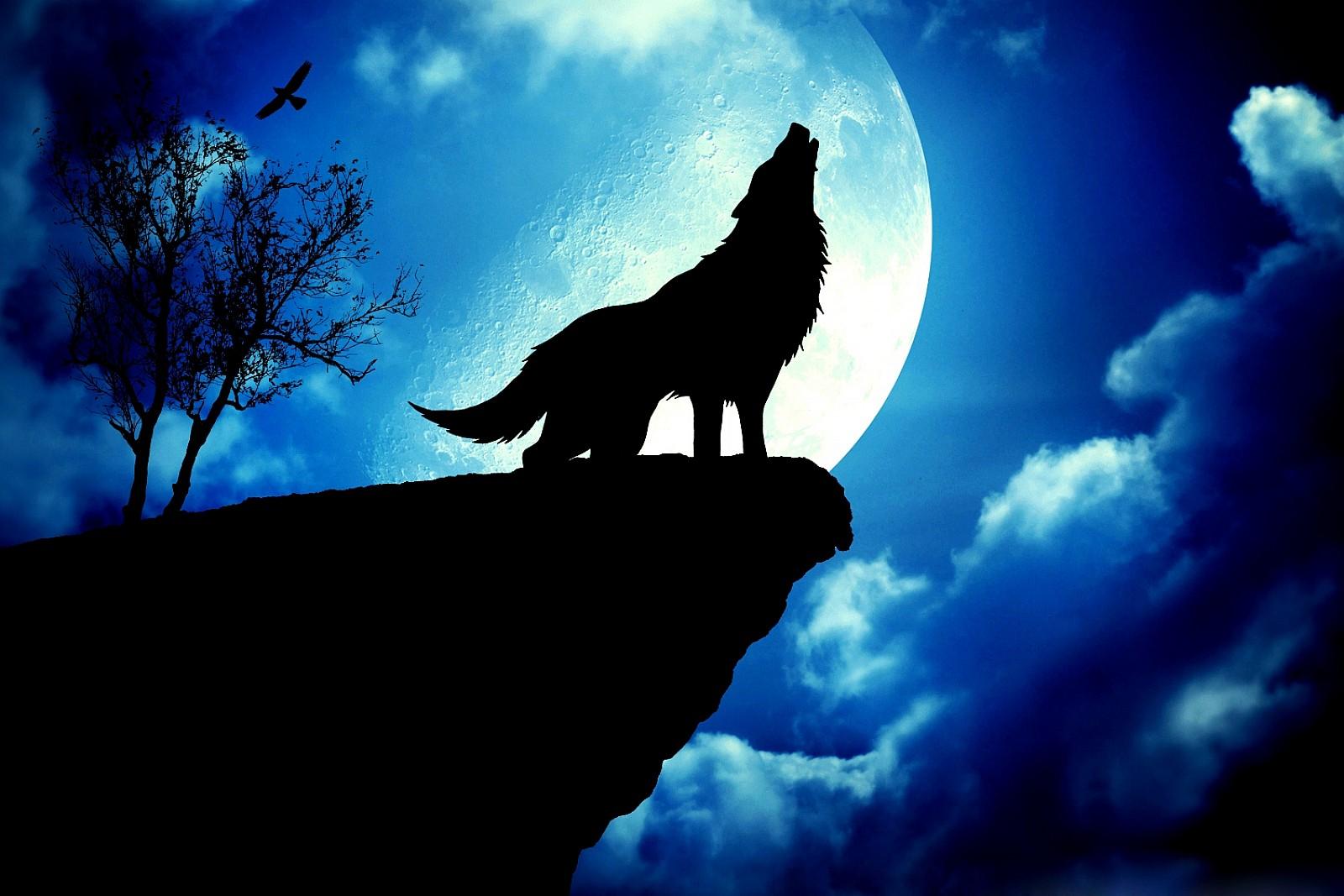 1600x1067 Wolf Full Moon Wallpaper