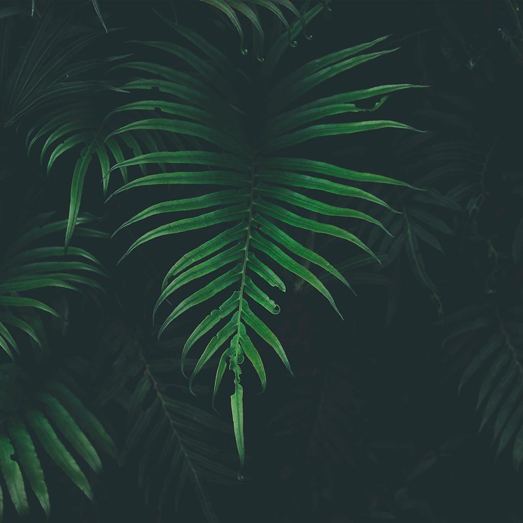 1024x1024 Leaf Tree Dark Nature