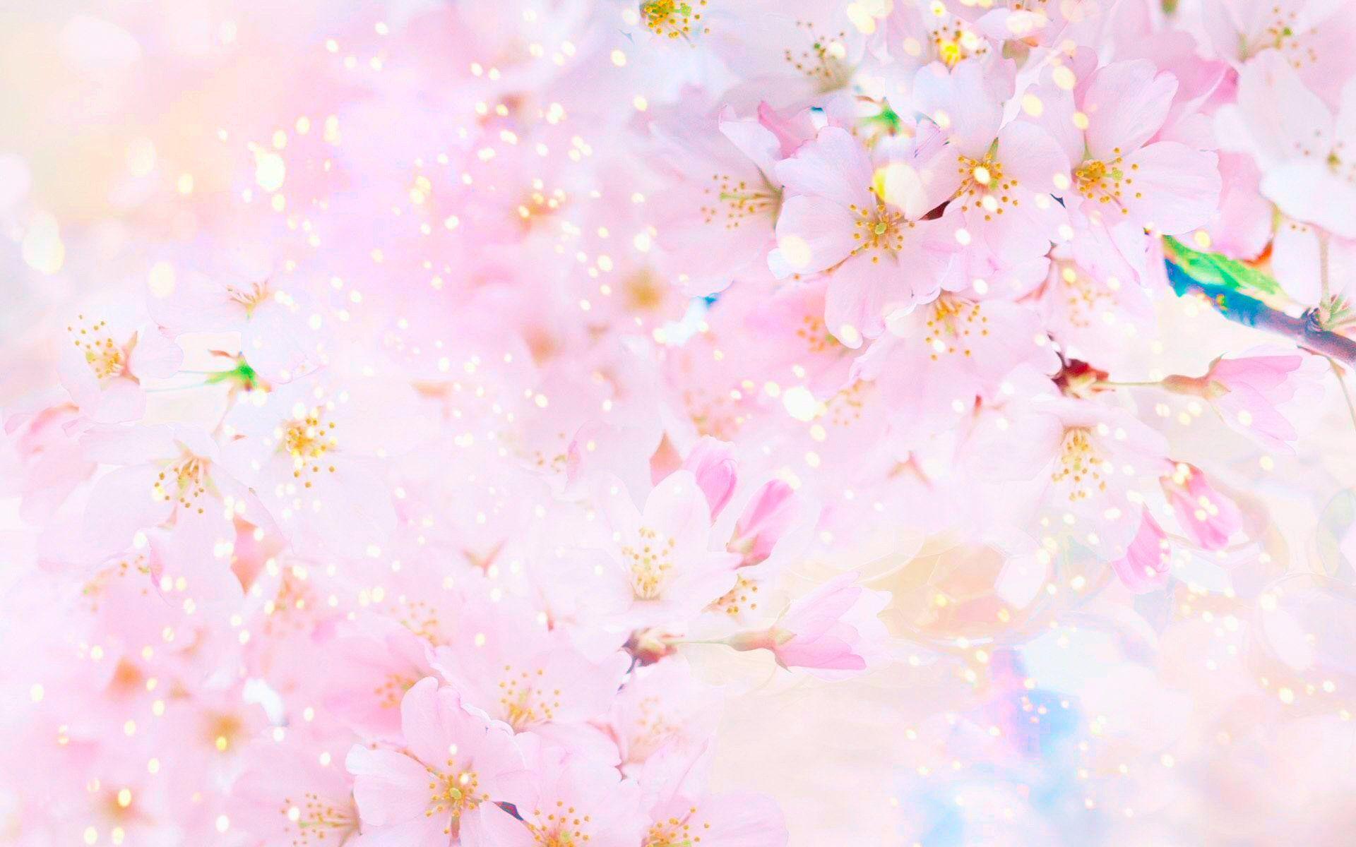 1920x1200 Sakura Wallpaper