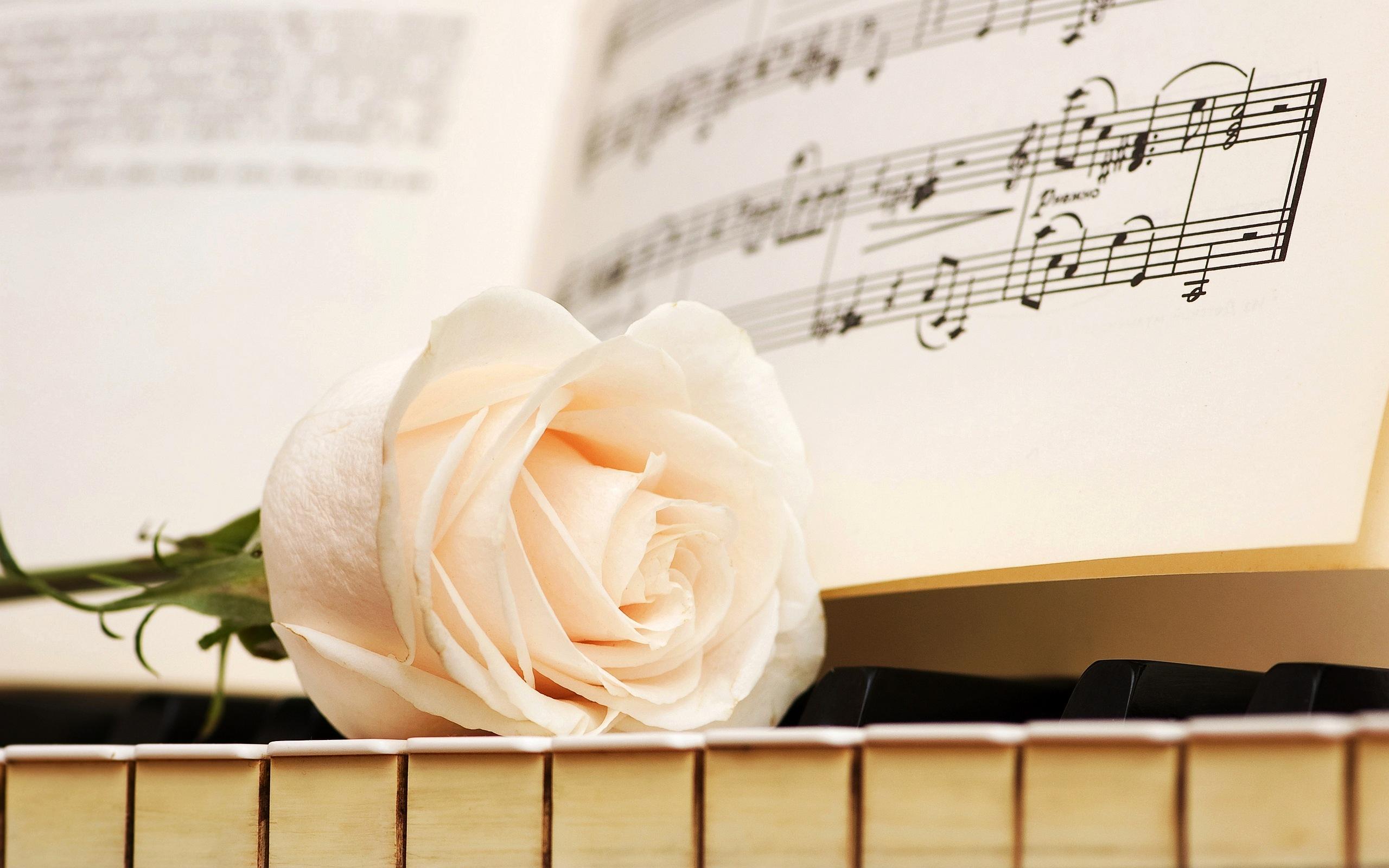 2560x1600 Piano white rose